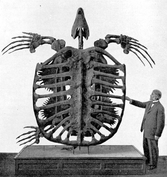 father of turtles.jpg