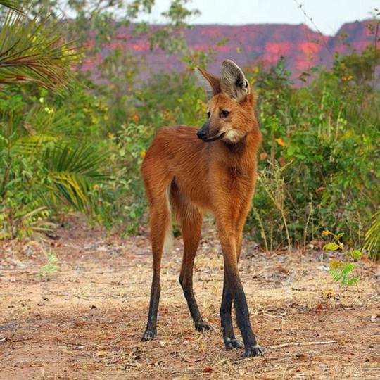 wolf deer.jpg