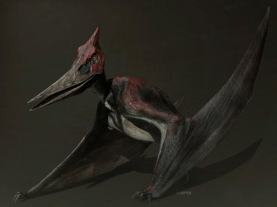 Mini pterosaur from the age of flying giants