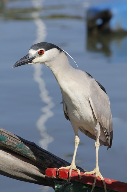 A black crowned night heron. Note its red eyes, sizable crest, and long, thin legs ending in gripping talons.