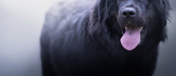 Folklore Profile: The Great Lakes Black Dog — THE PINE BARRENS INSTITUTE