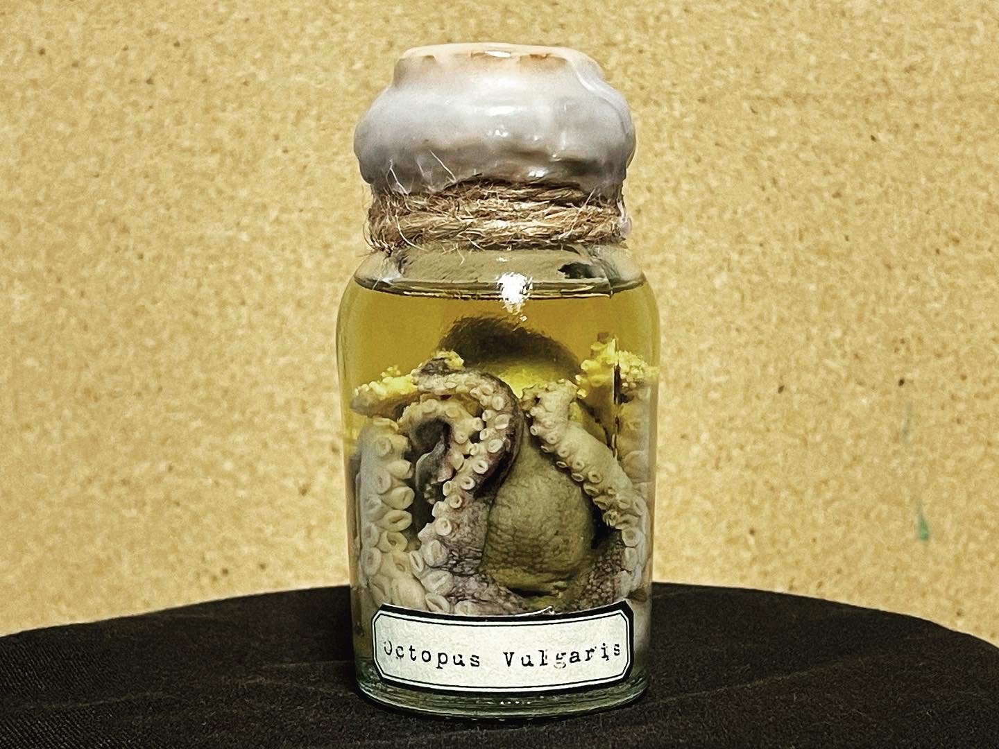 Preserved Octopus