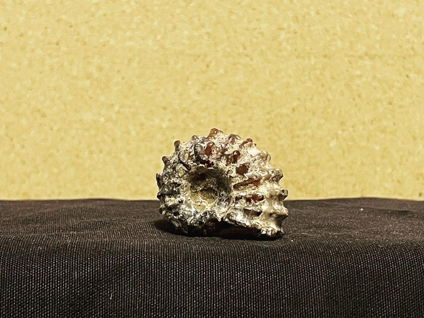 Fossilized Ammonite Shell