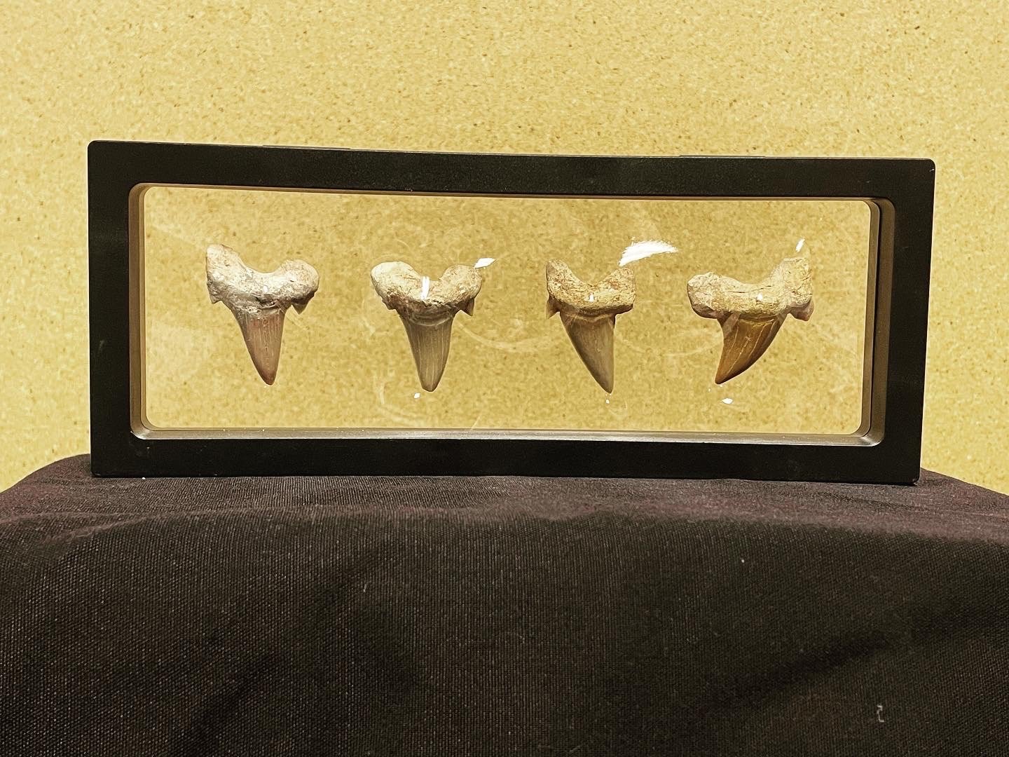 Shark Teeth