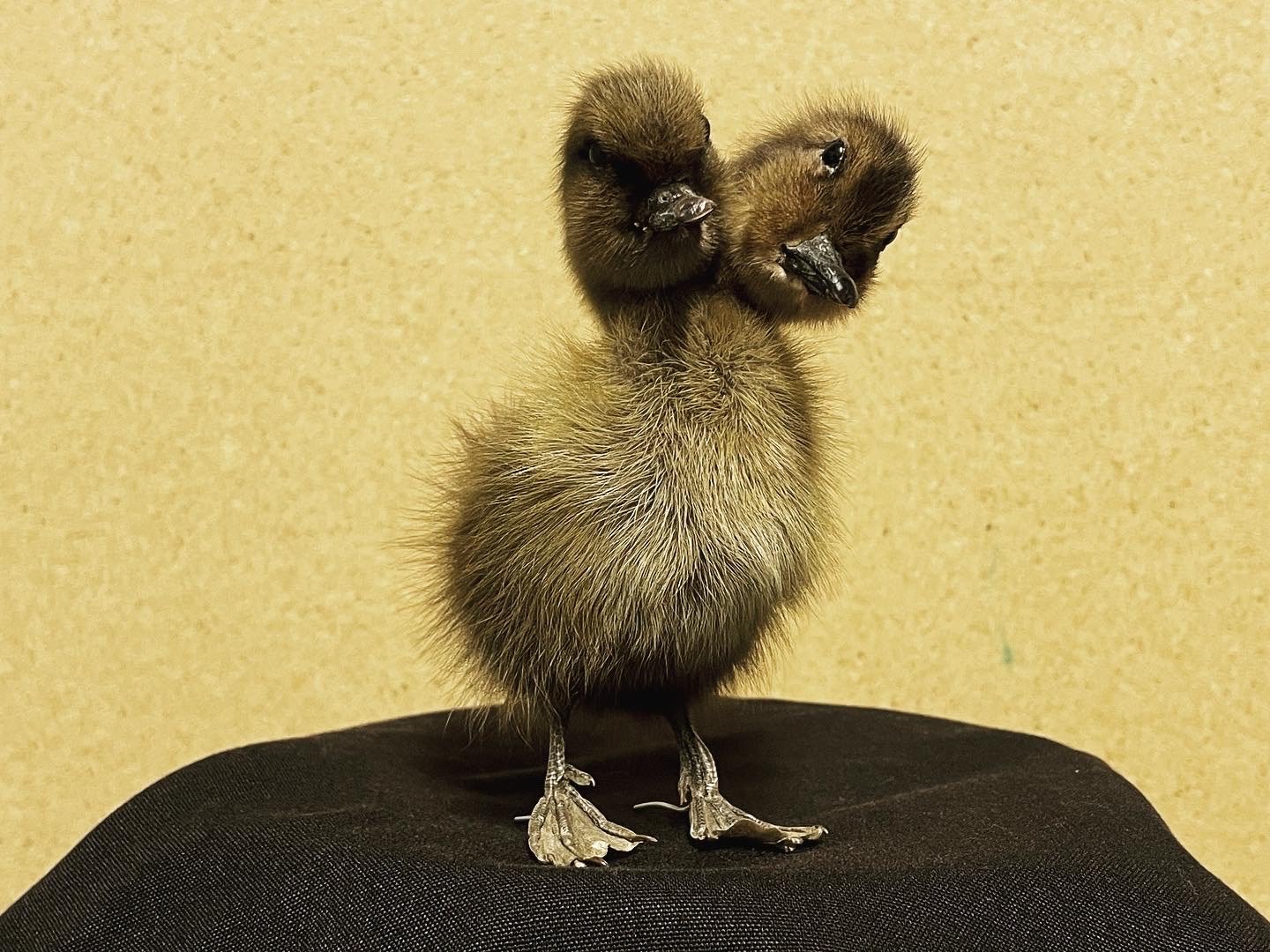 Two-Headed Duck