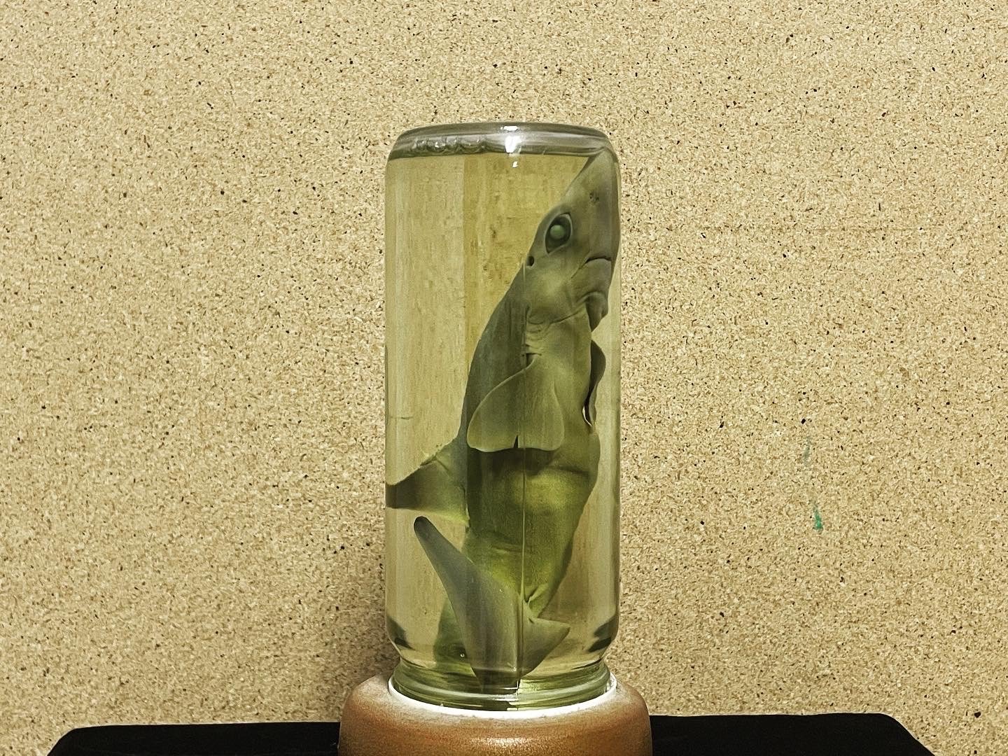 Preserved Baby Shark