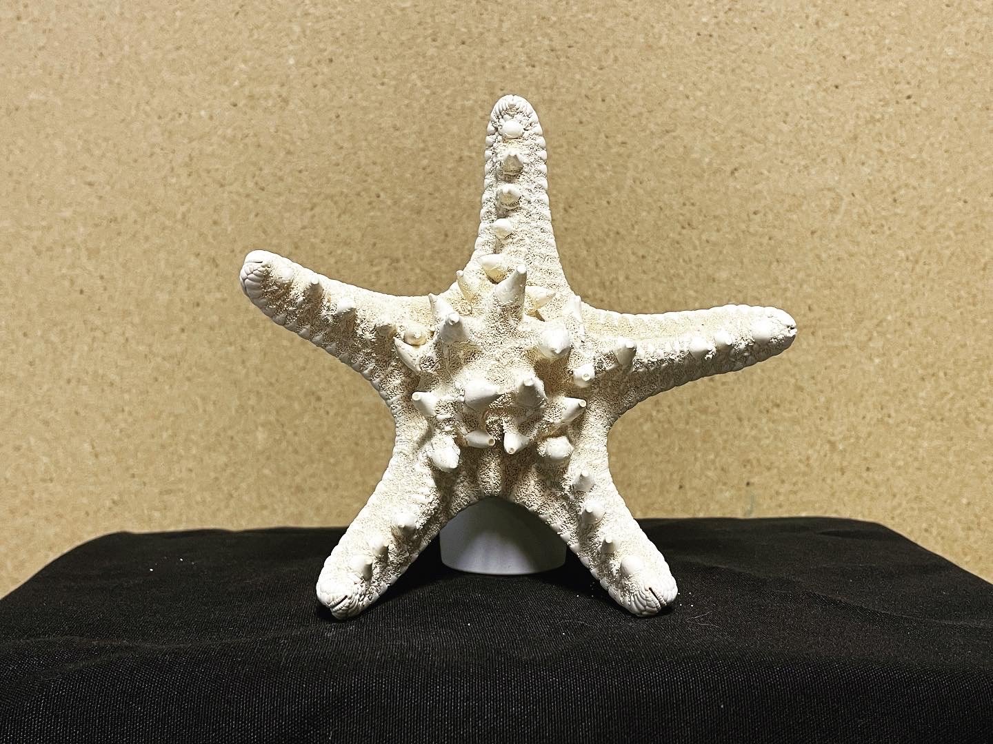 Spiny Starfish