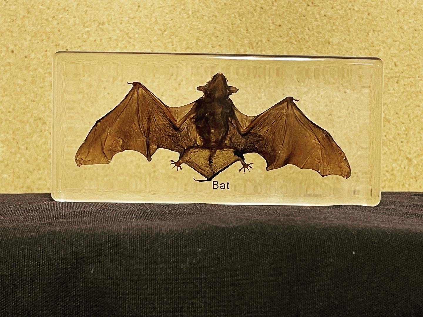 Common Brown Bat