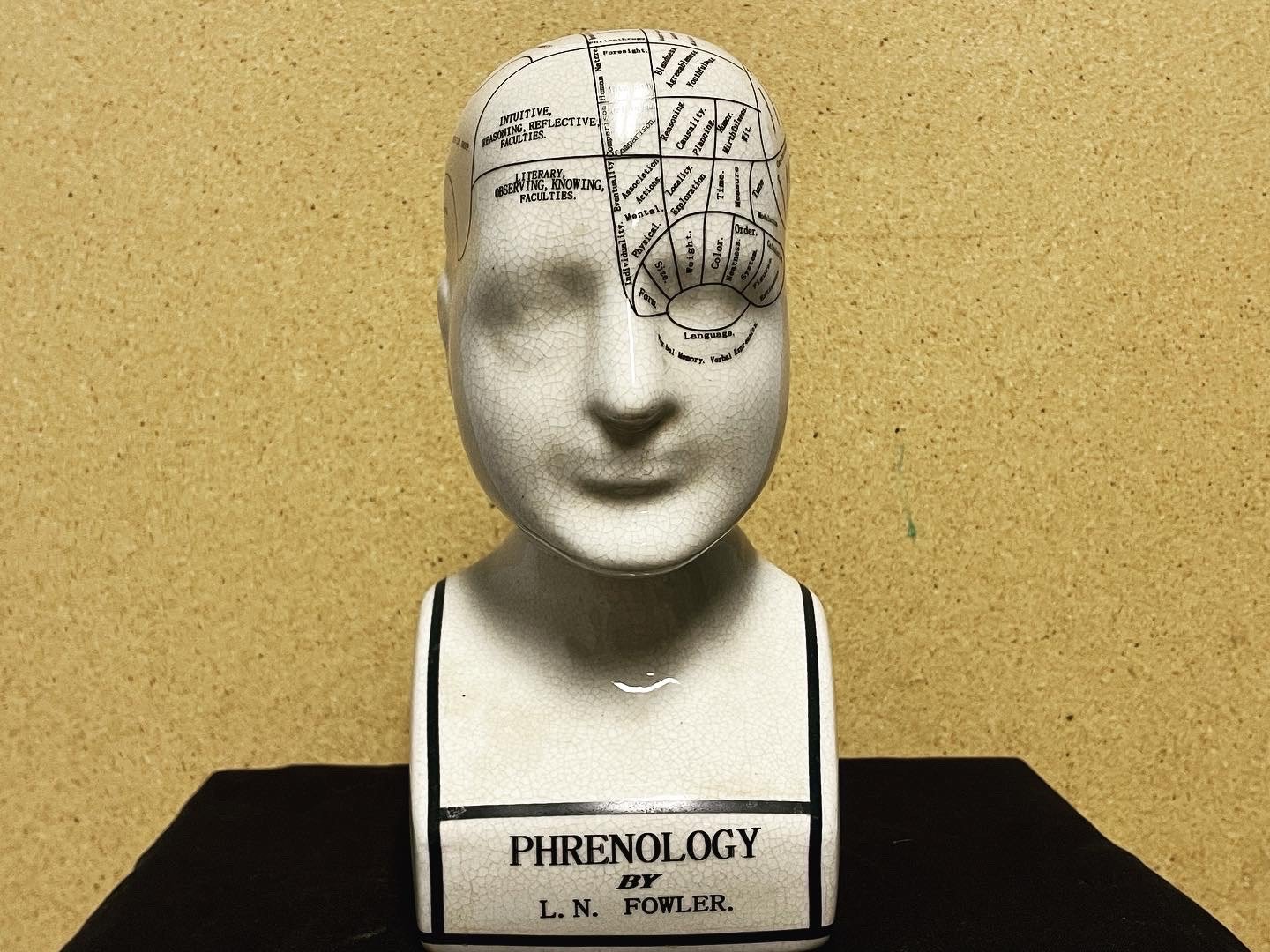 Phrenology Bust