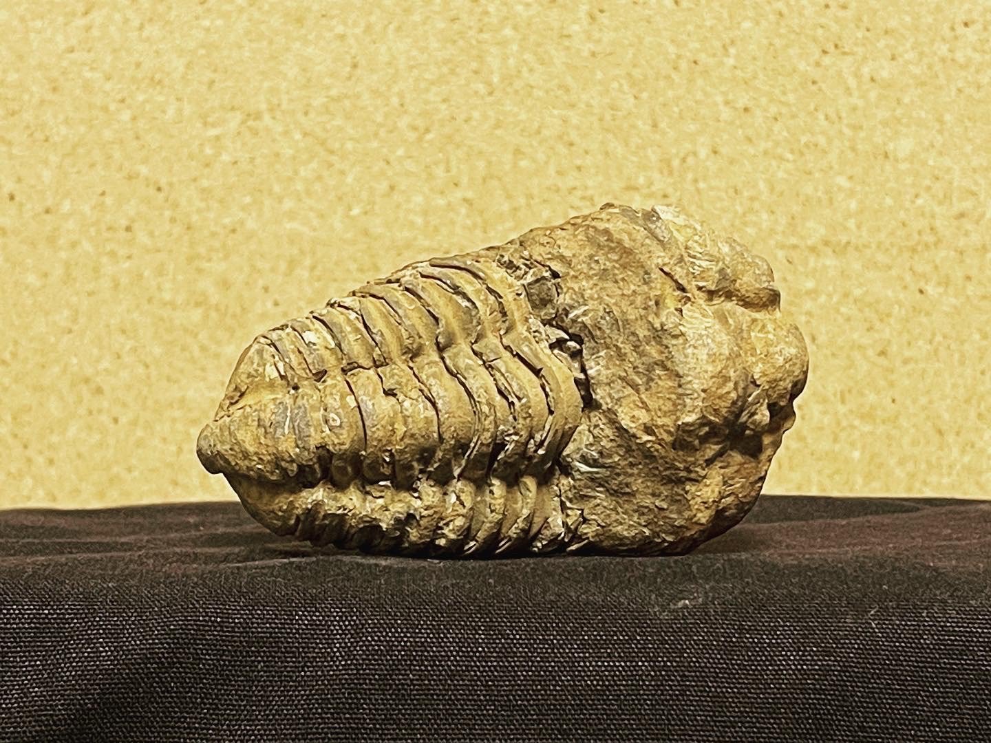 Trilobite