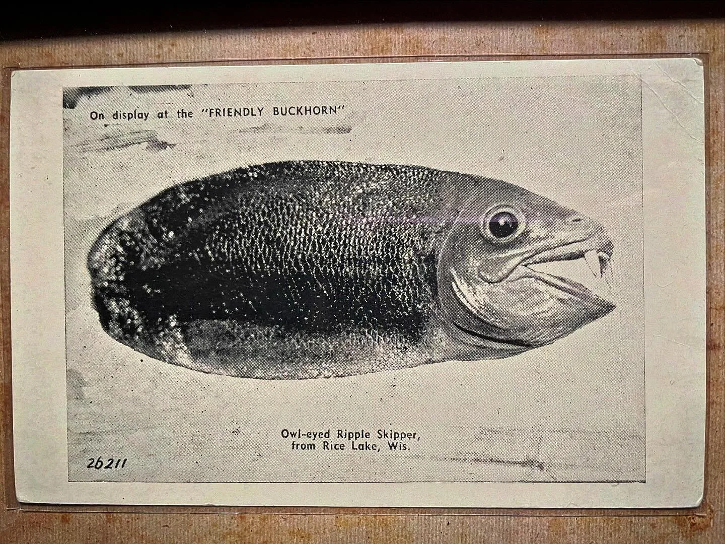 The newest piece of Wisconsin history to join the Curiosity Cabinet is this original late 1940s, early 1950s (exact date unknown), postcard featuring one of the Badger State&rsquo;s more unique aquatic Fearsome Critters, the Owl-Eyed Ripple Skipper.
