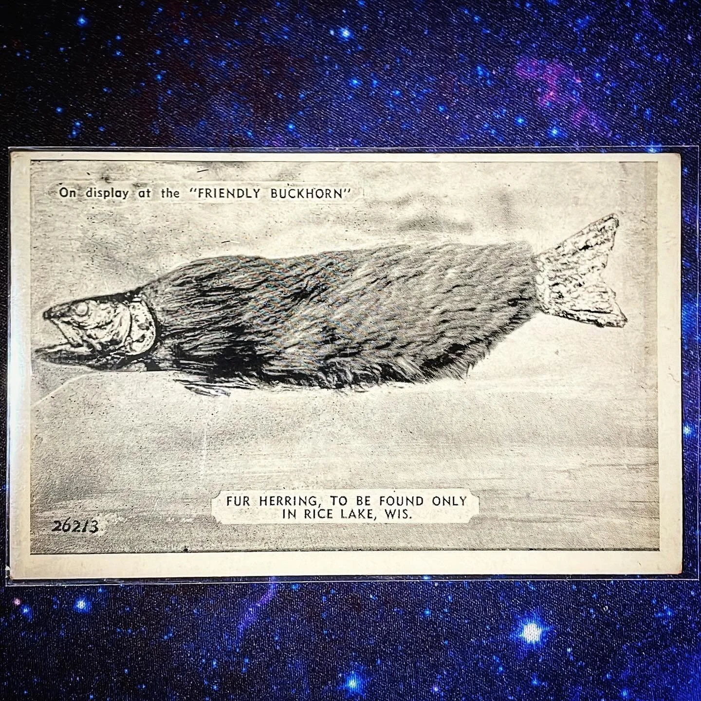 Another classic Wisconsin postcard from the late 1940s, early 1950s (exact date unknown), this time featuring a Fur Herring. Not to be confused with the well known Fur-bearing Trout, this Badger State fearsome aquatic critter could only be found, and
