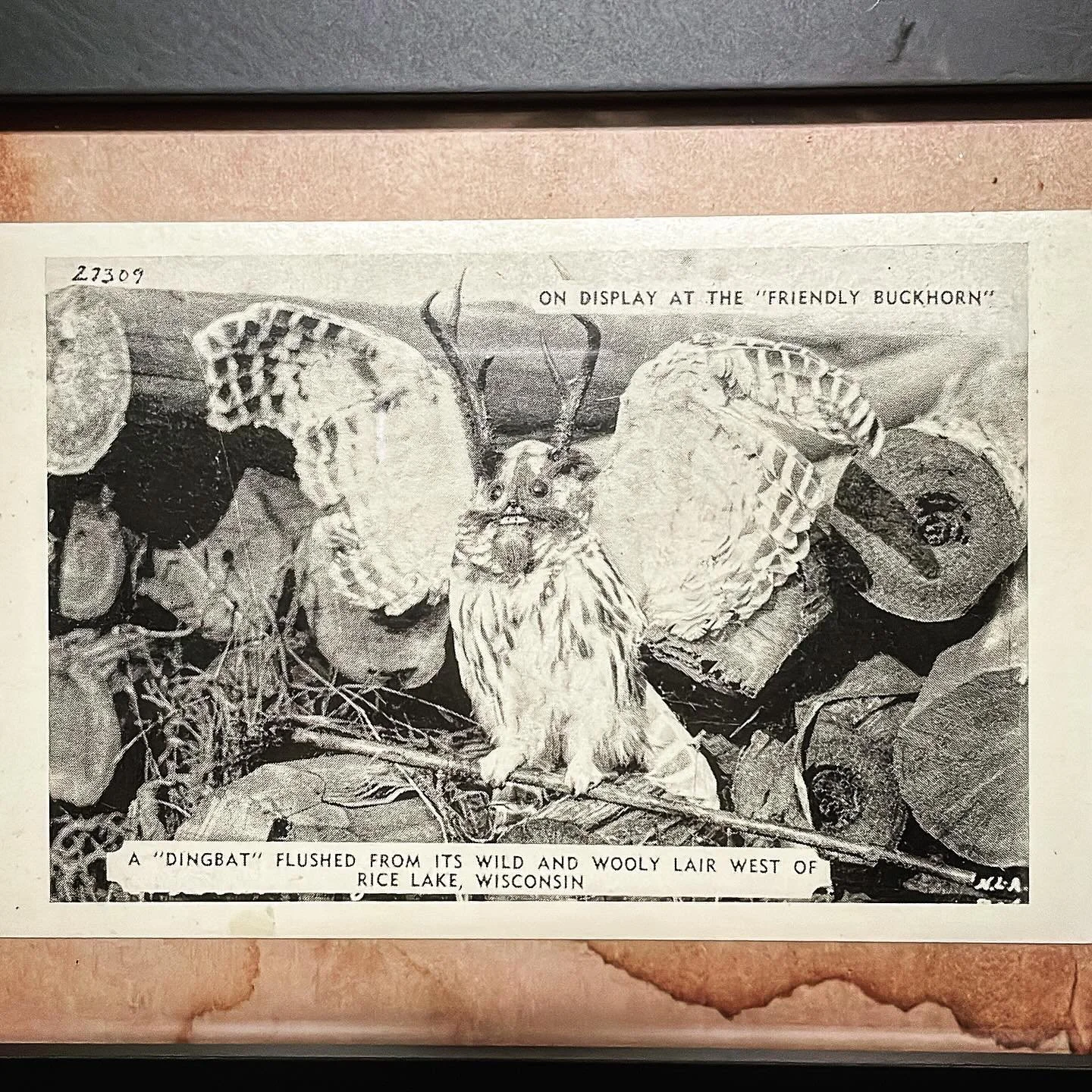A third 1940s/1950s postcard edition to the Curiosity Cabinet, this time featuring another of Wisconsin&rsquo;s unique Fearsome Critters, the Dingbat. According to legend (especially those told by Otto Rindlisbacher, owner of the Friendly Buckhorn), 
