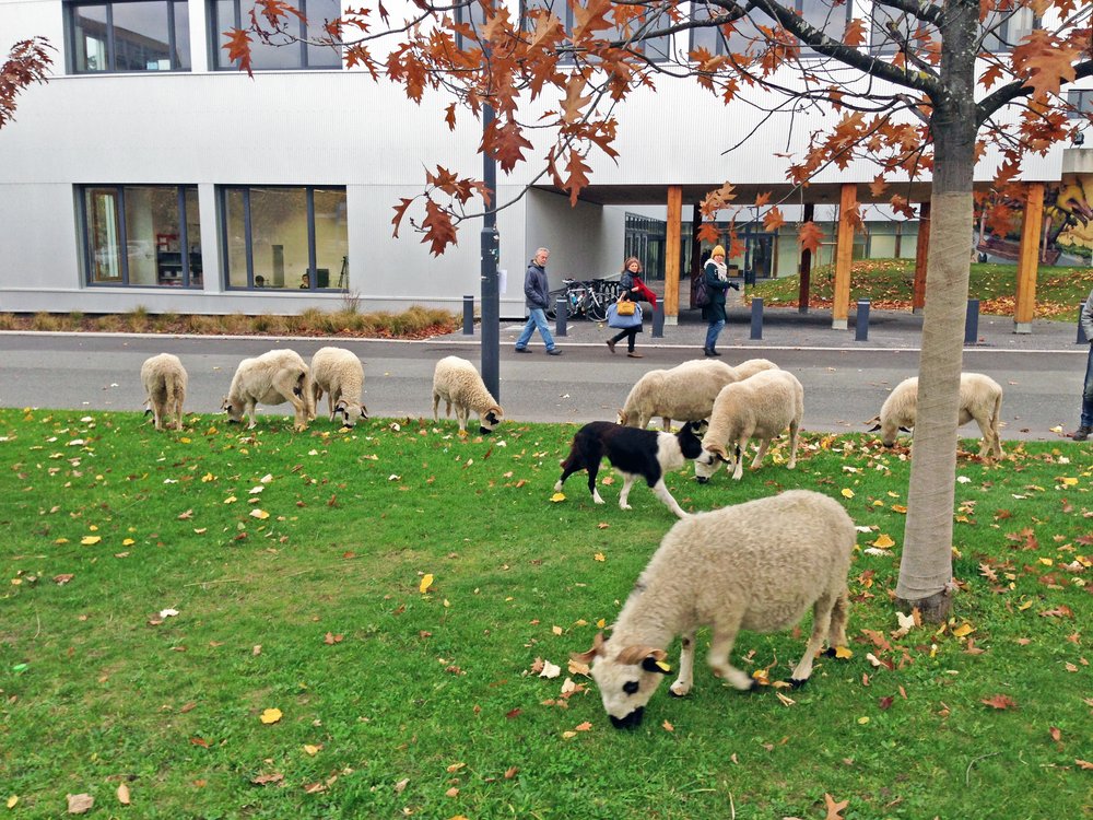 Schafe in der Stadt.jpg