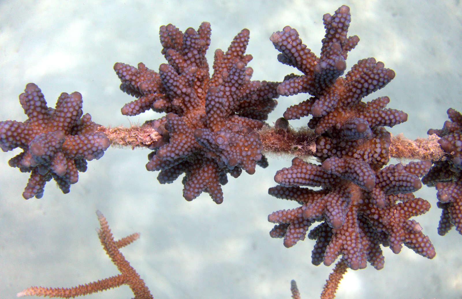GLM_Healthy Growing Corals.jpg