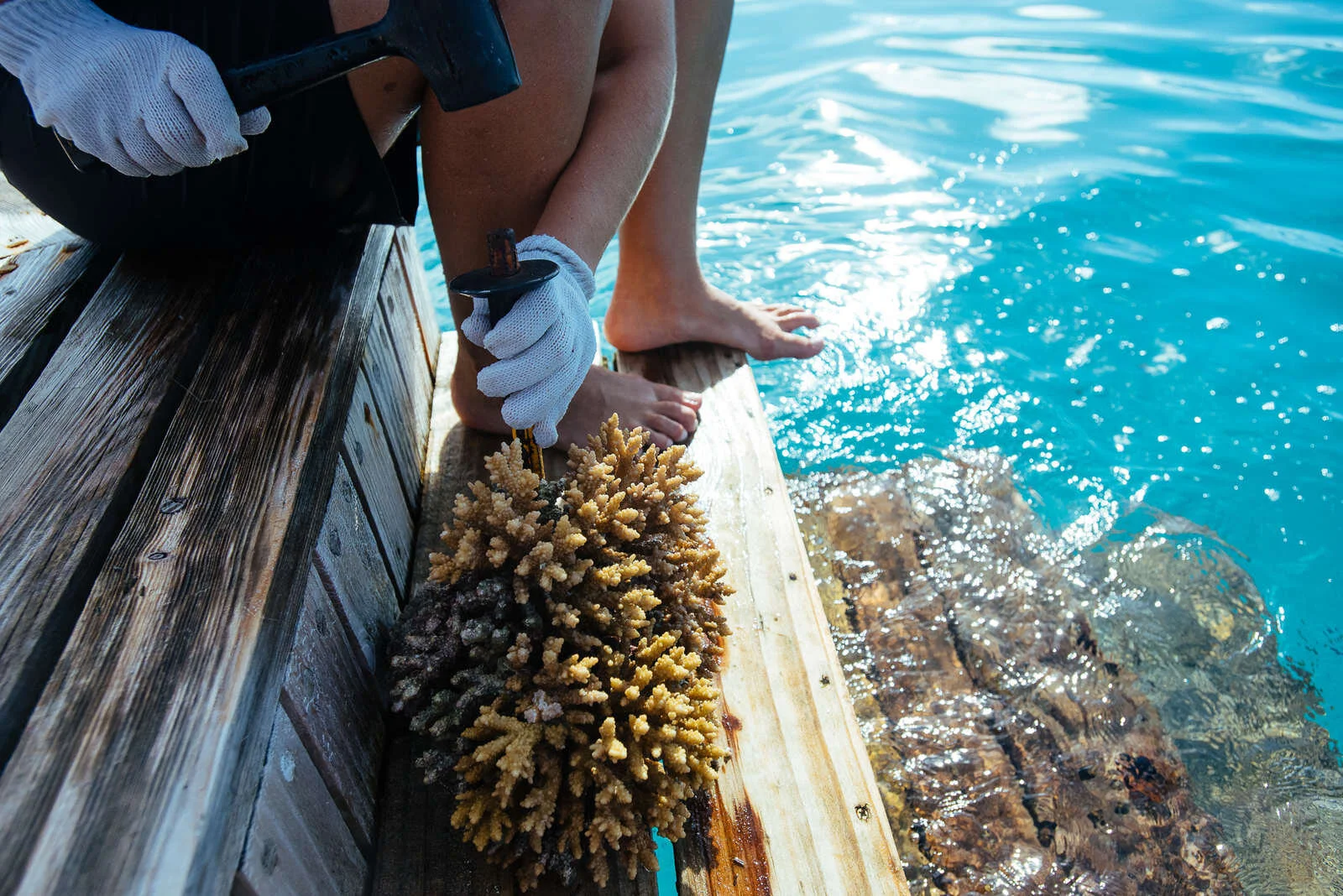 GLM_In preparation for Coral Lines.jpg