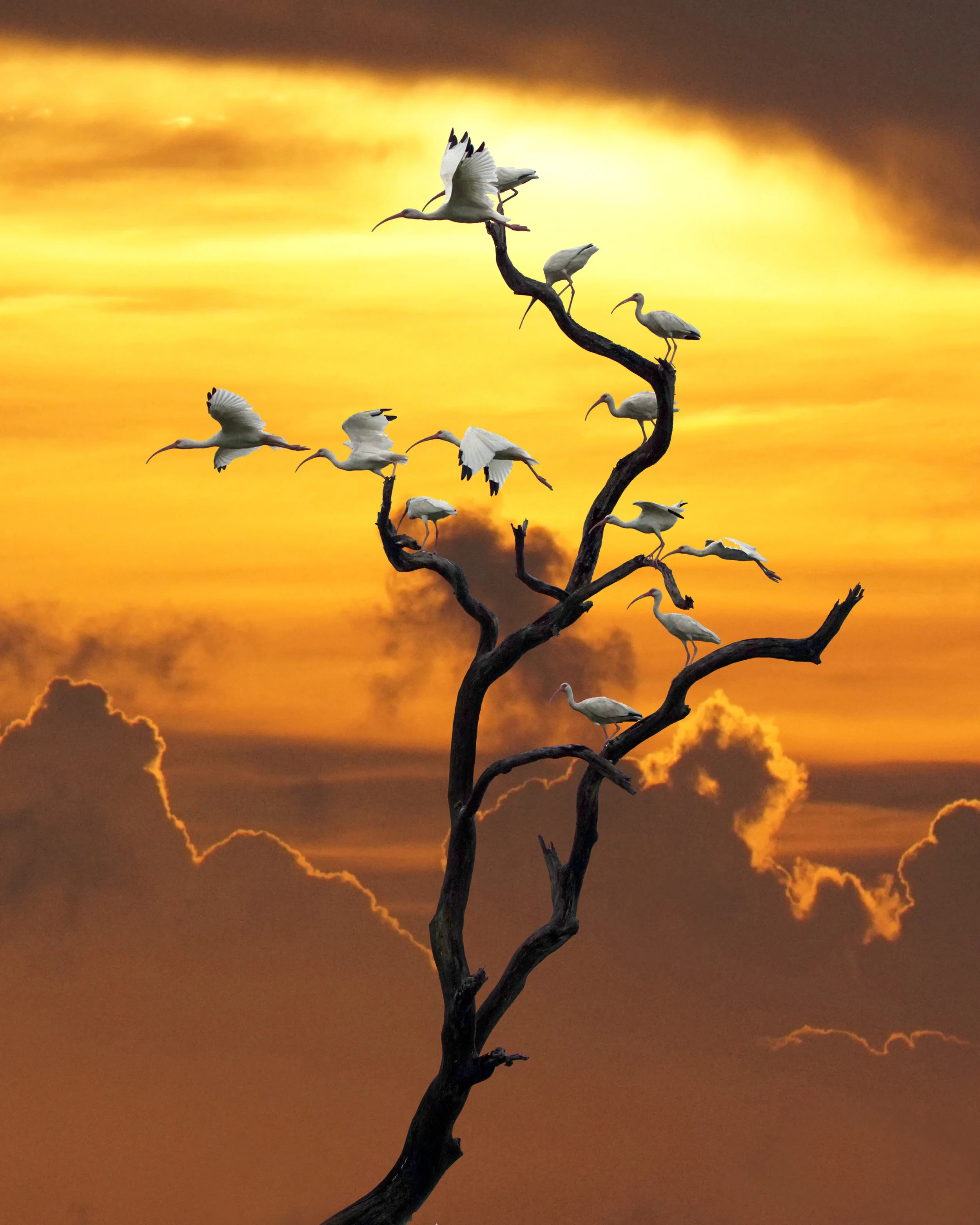 Ibis Tree.
