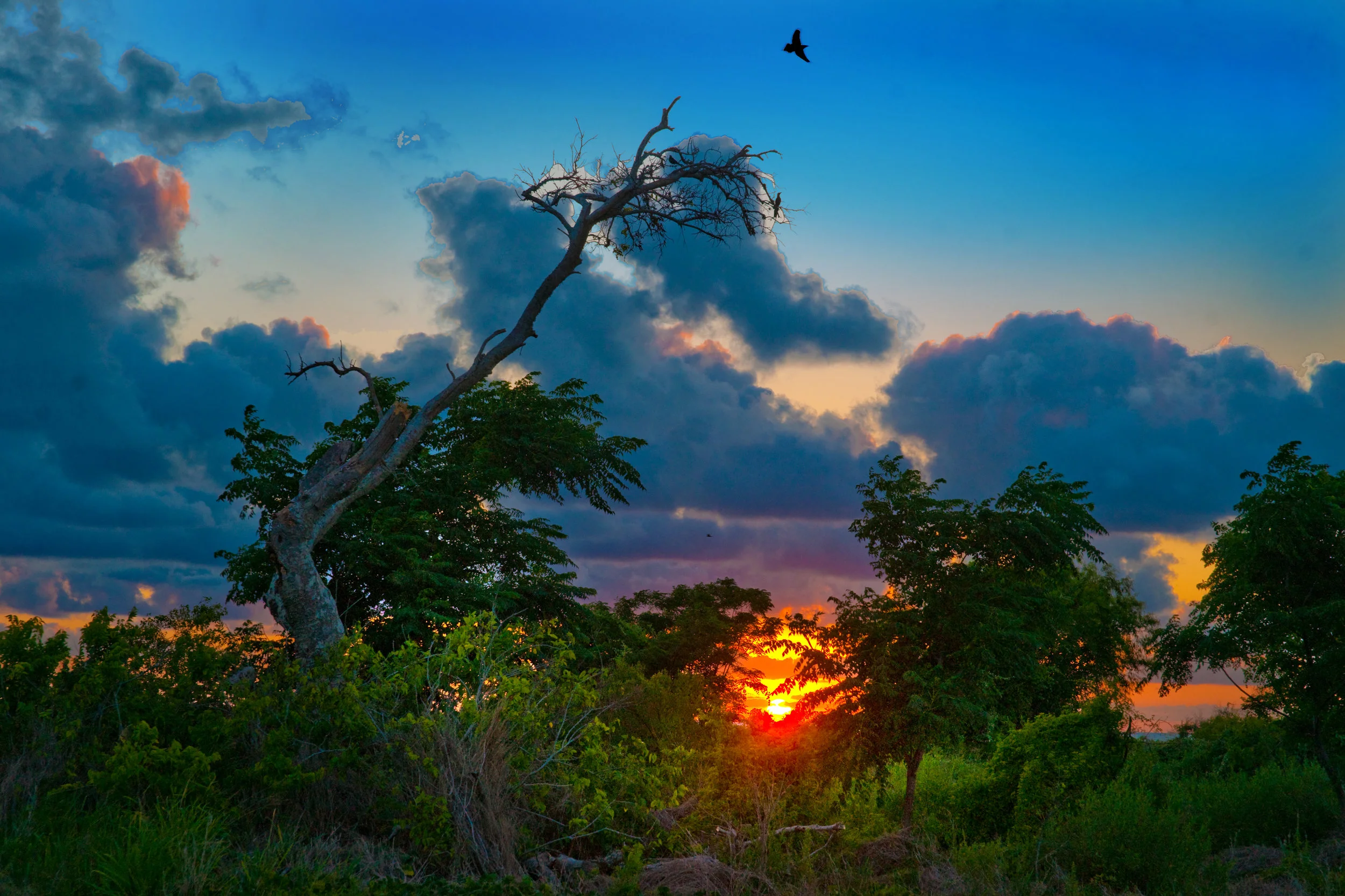 Flight at Sundown.