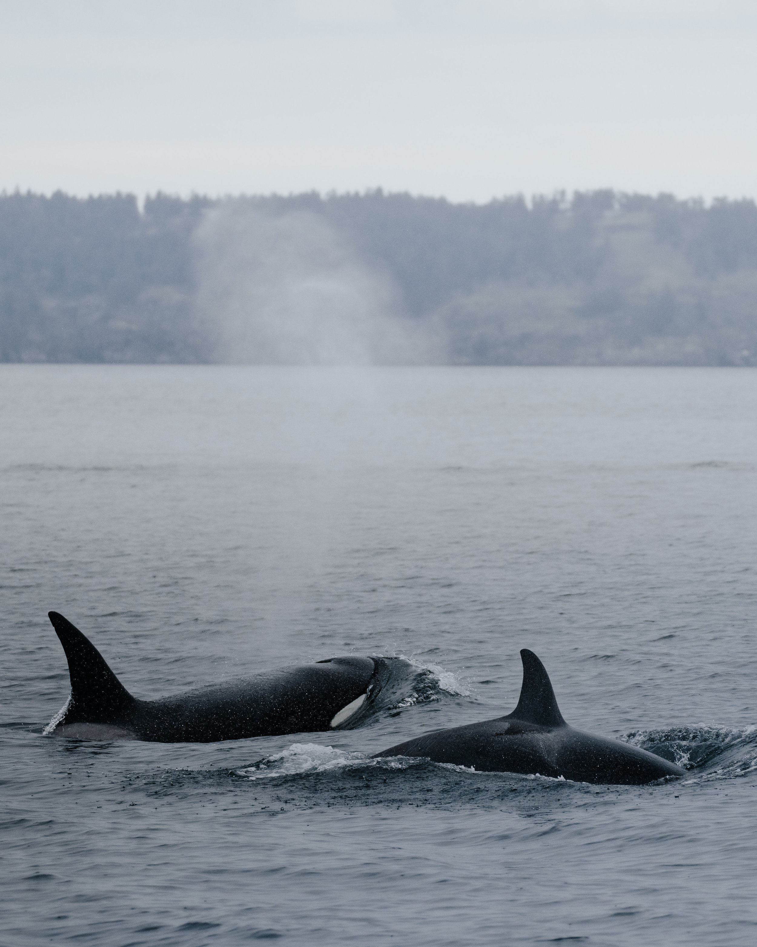 SWF-orcas.jpg