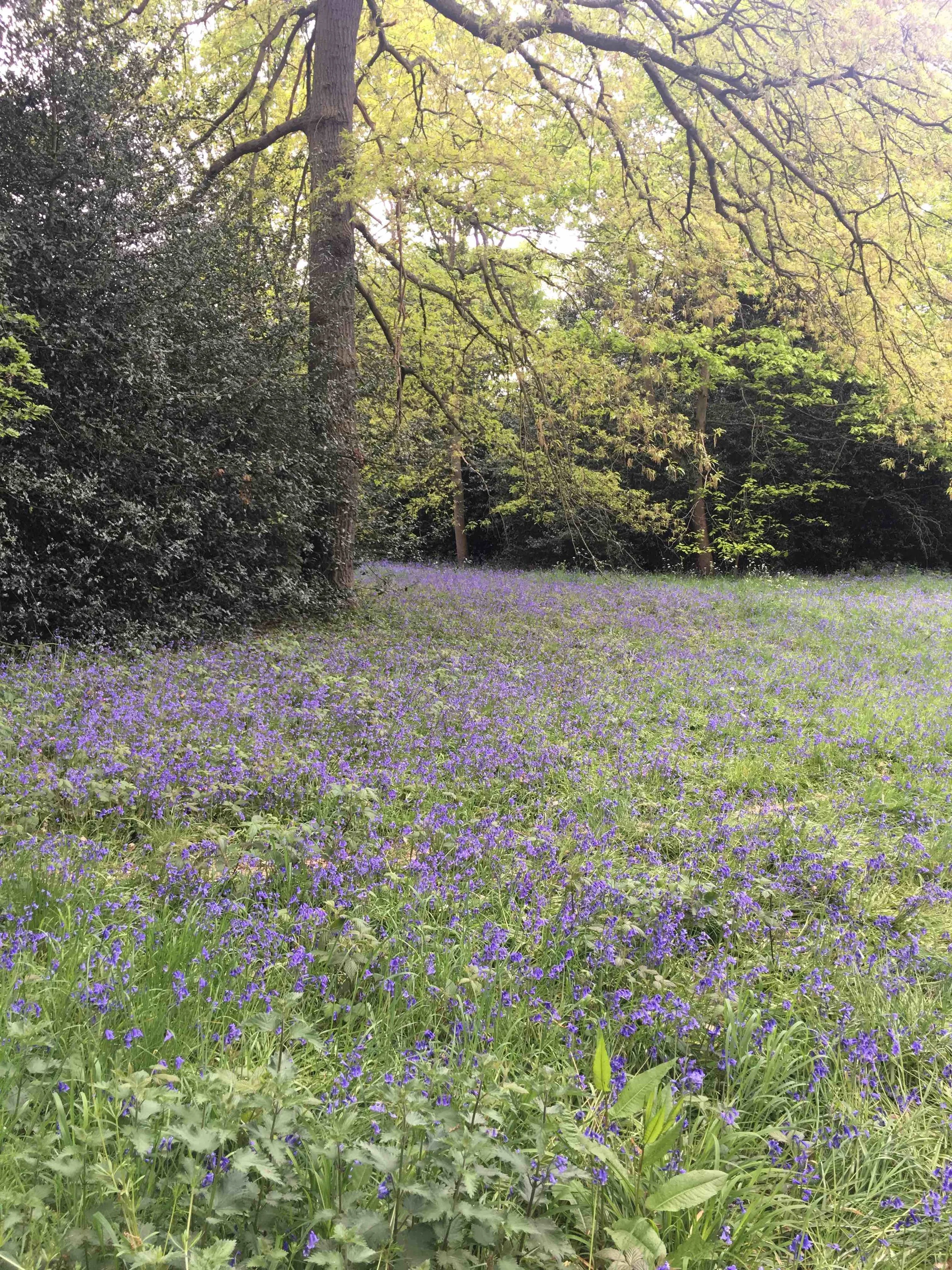 Bluebells.jpg