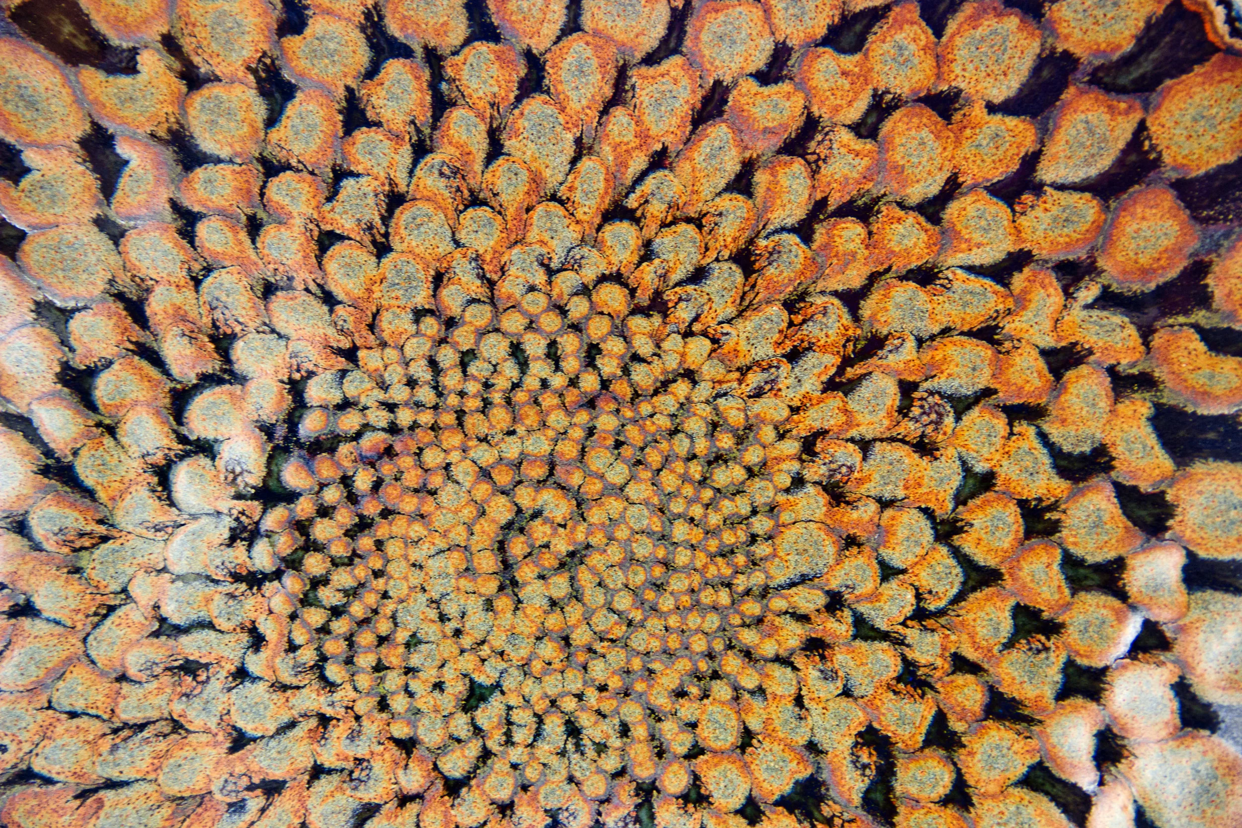 detail of Surrounded II by Michael.jpg