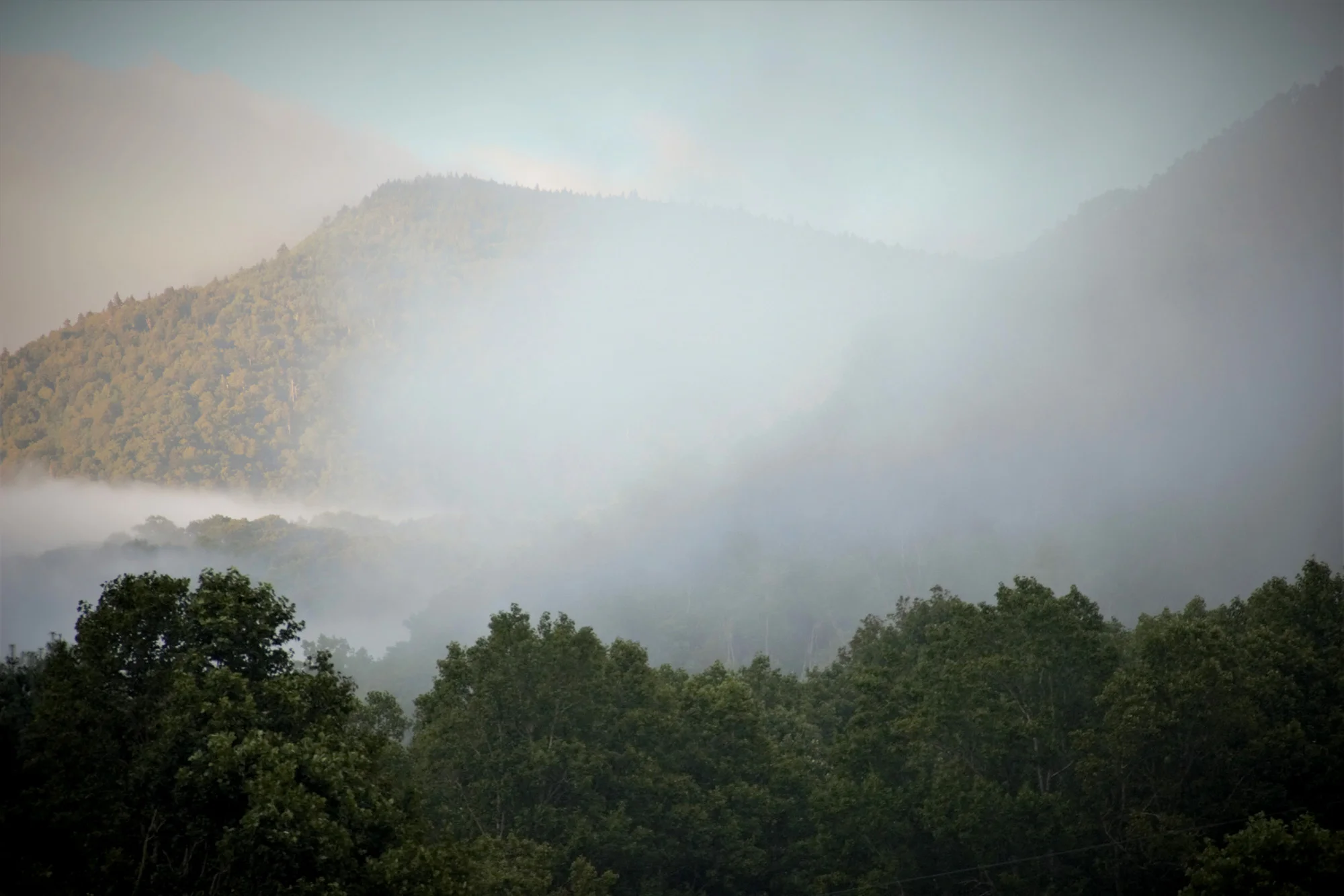 celo knob summer.jpg