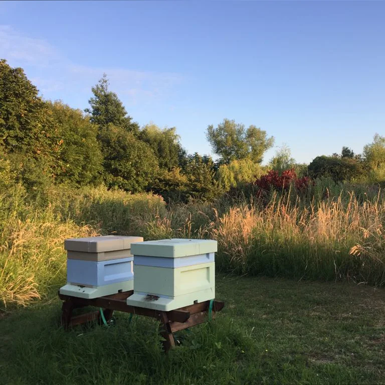 Bee Stewardship.jpg