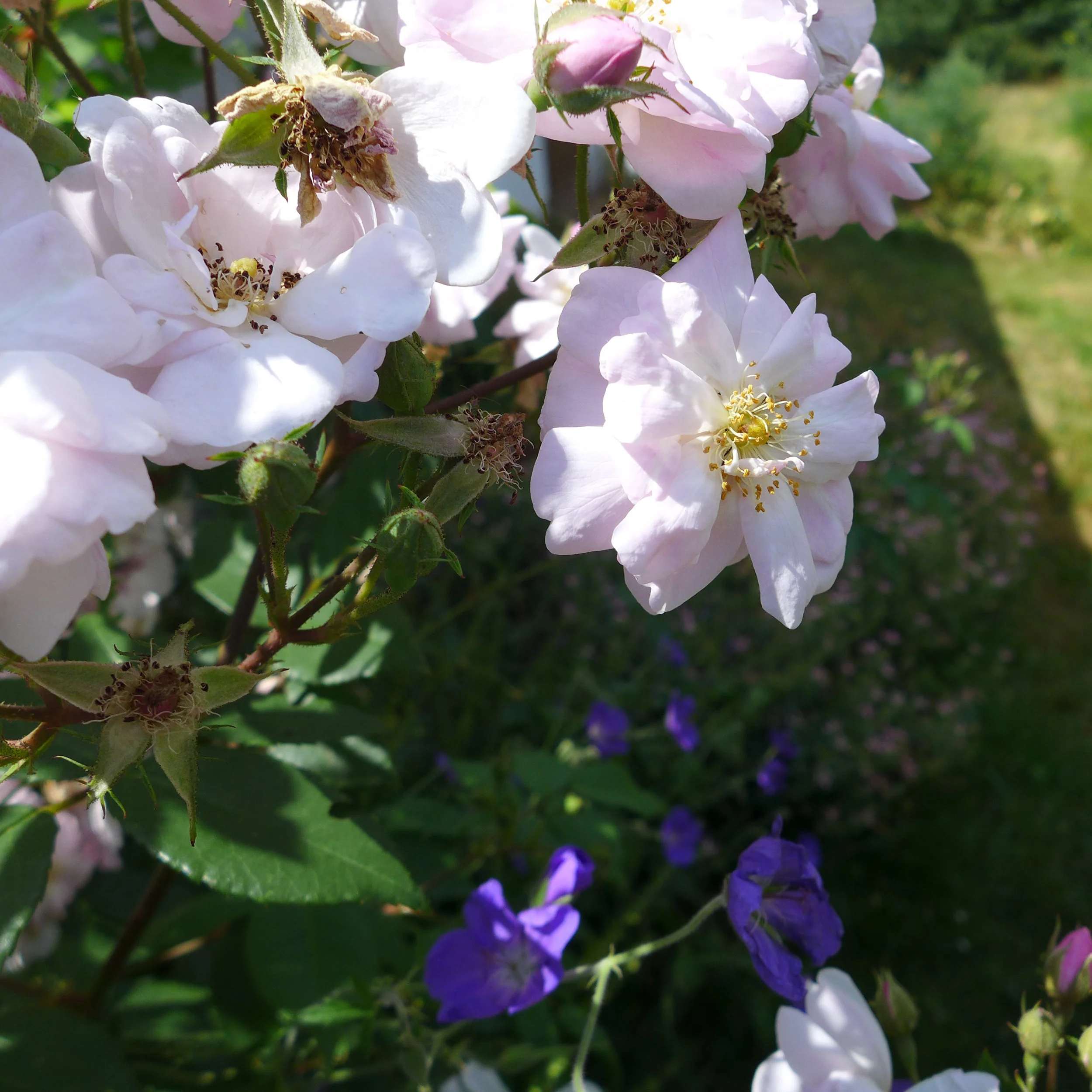 Bee Stewardship5.jpg