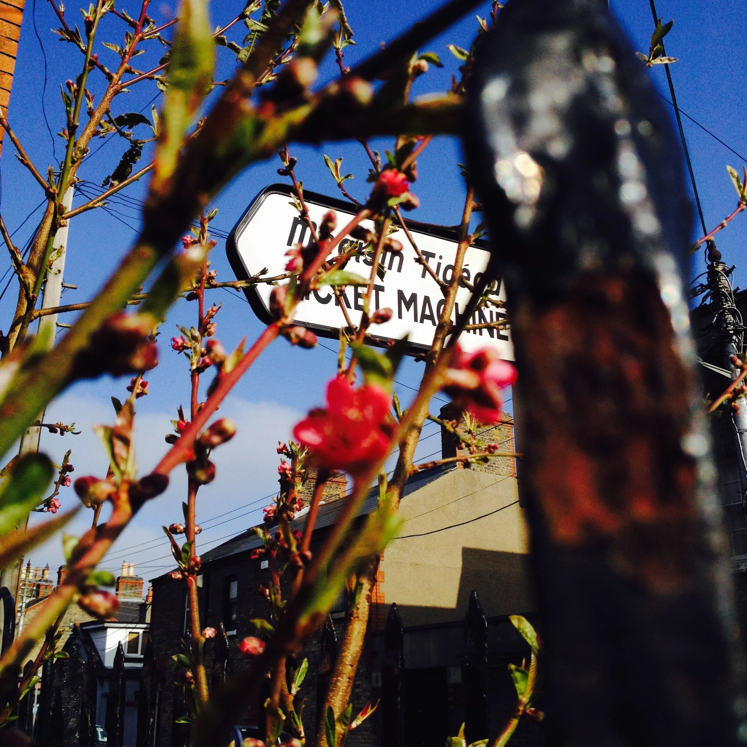 URBAN GARDENING FOR CITY SLICKERS - THE SITRIC ROAD COMMUNITY GARDEN