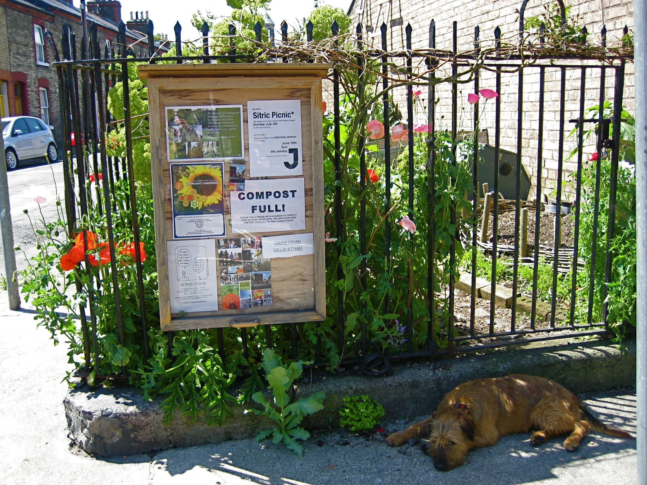 GROWING PAINS: THE DUBLIN COMMUNITY GARDENS UNDER THREAT.