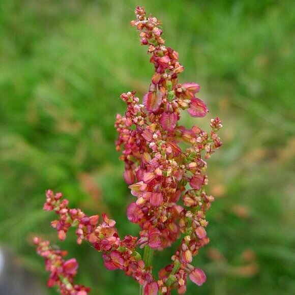 Common Sorrel