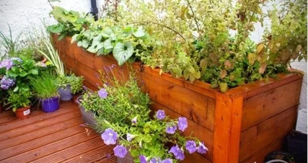  Rain gardens: A beautiful solution to urban water problems