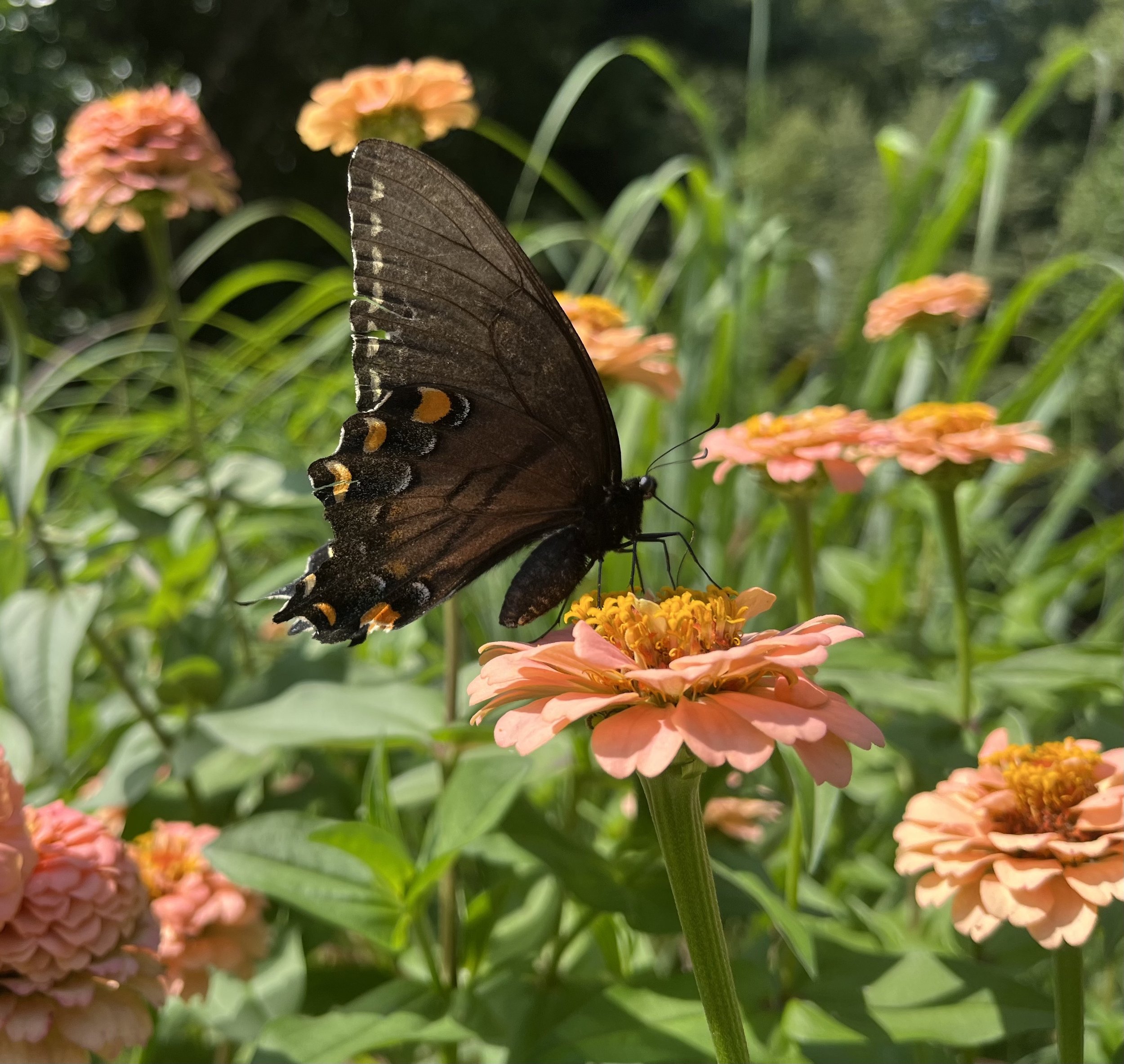 Butterfly Zinnia