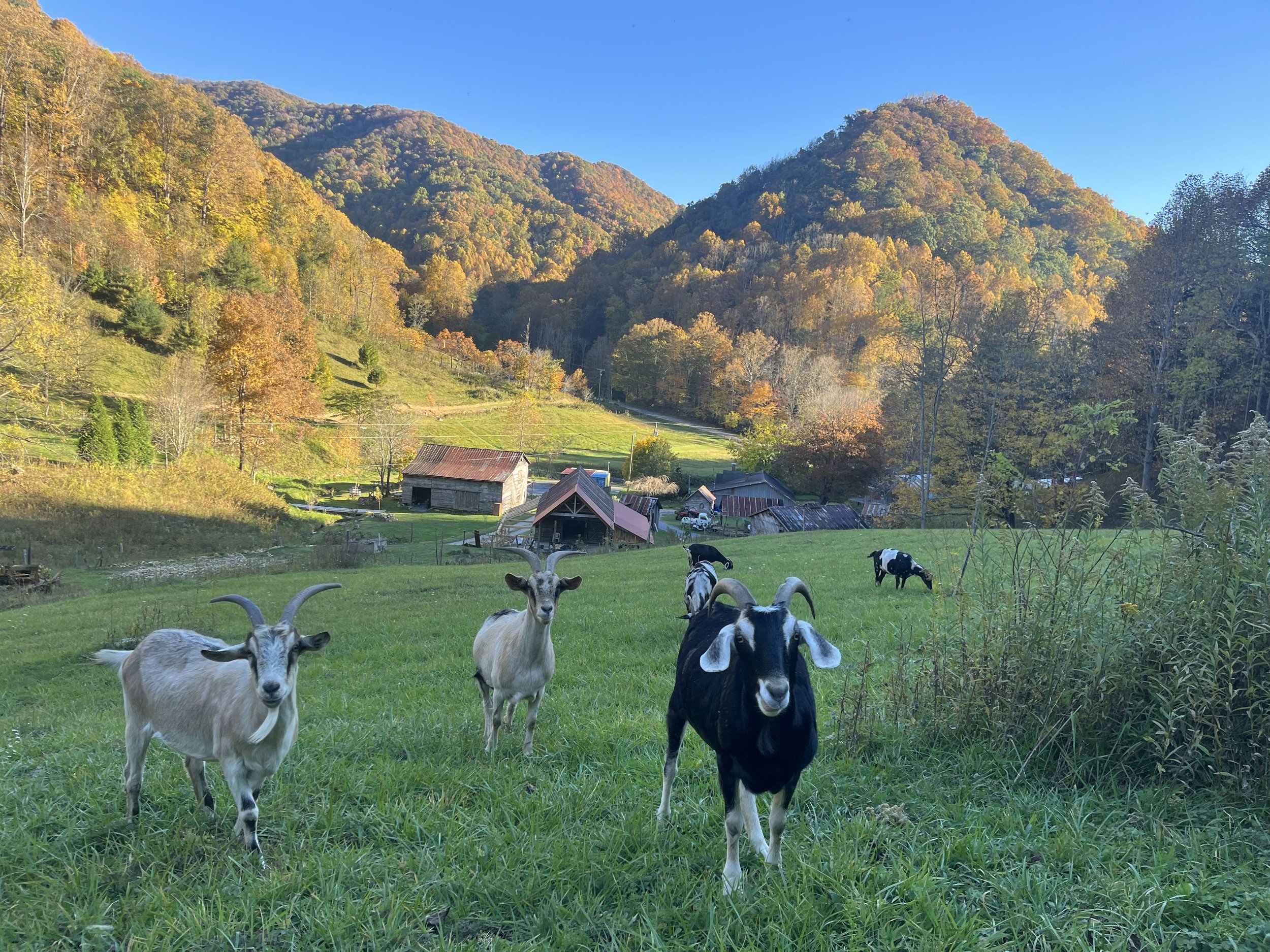 Fall Goats.jpg