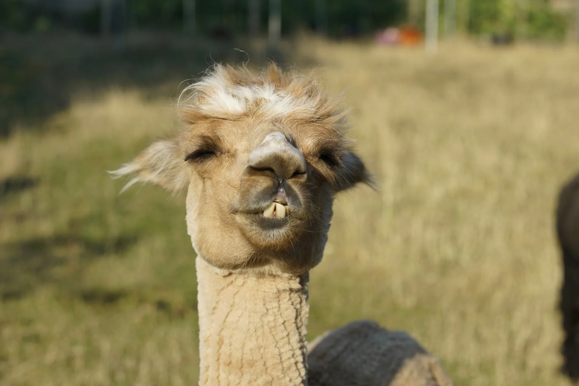 Alpaca4.jpg