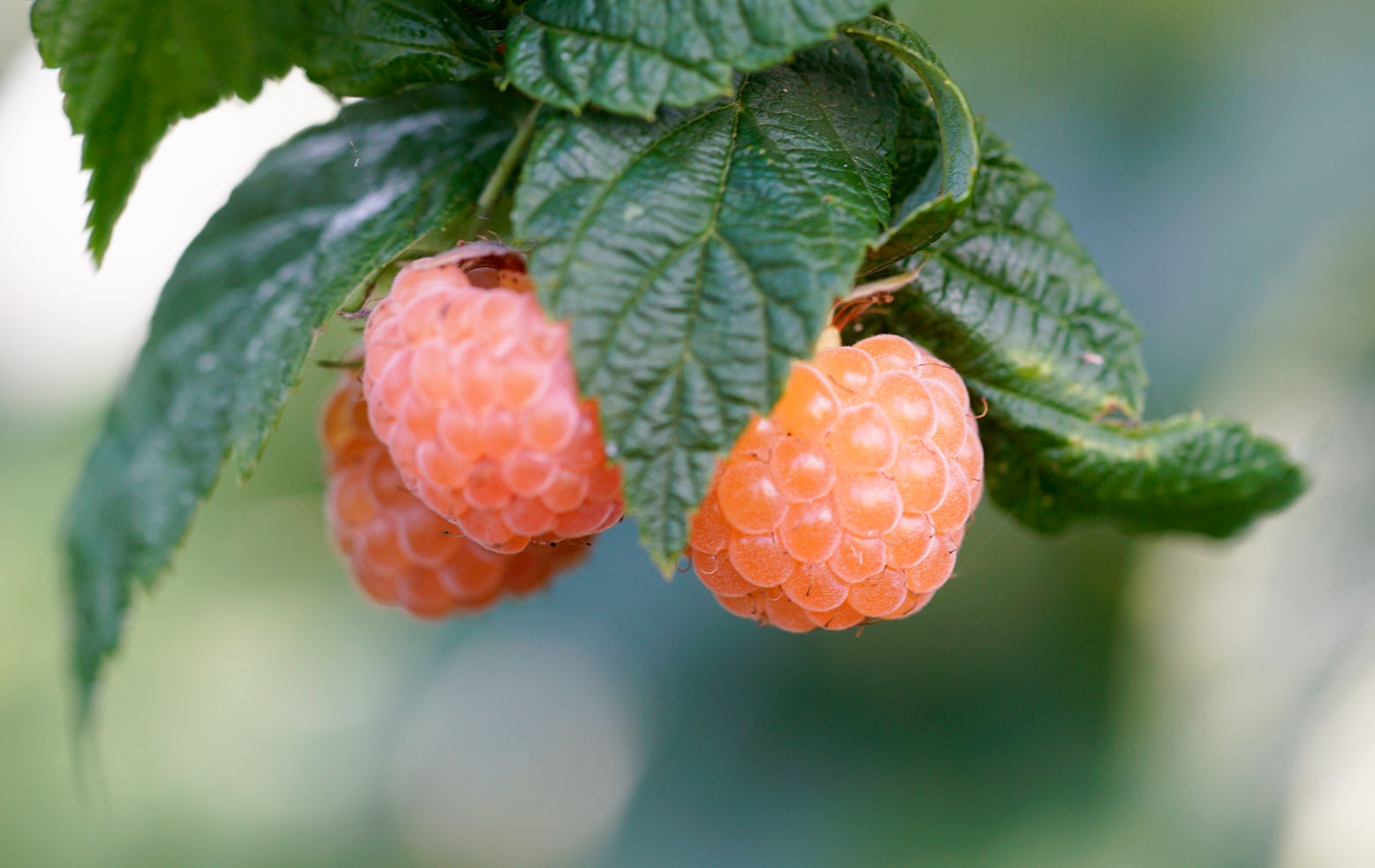Golden Raspberries