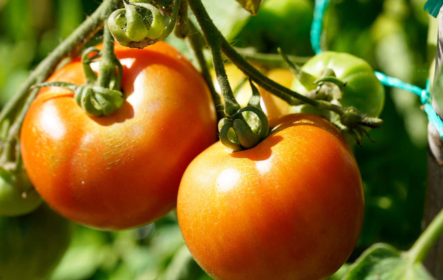 Home Grown Tomatoes - Juicy