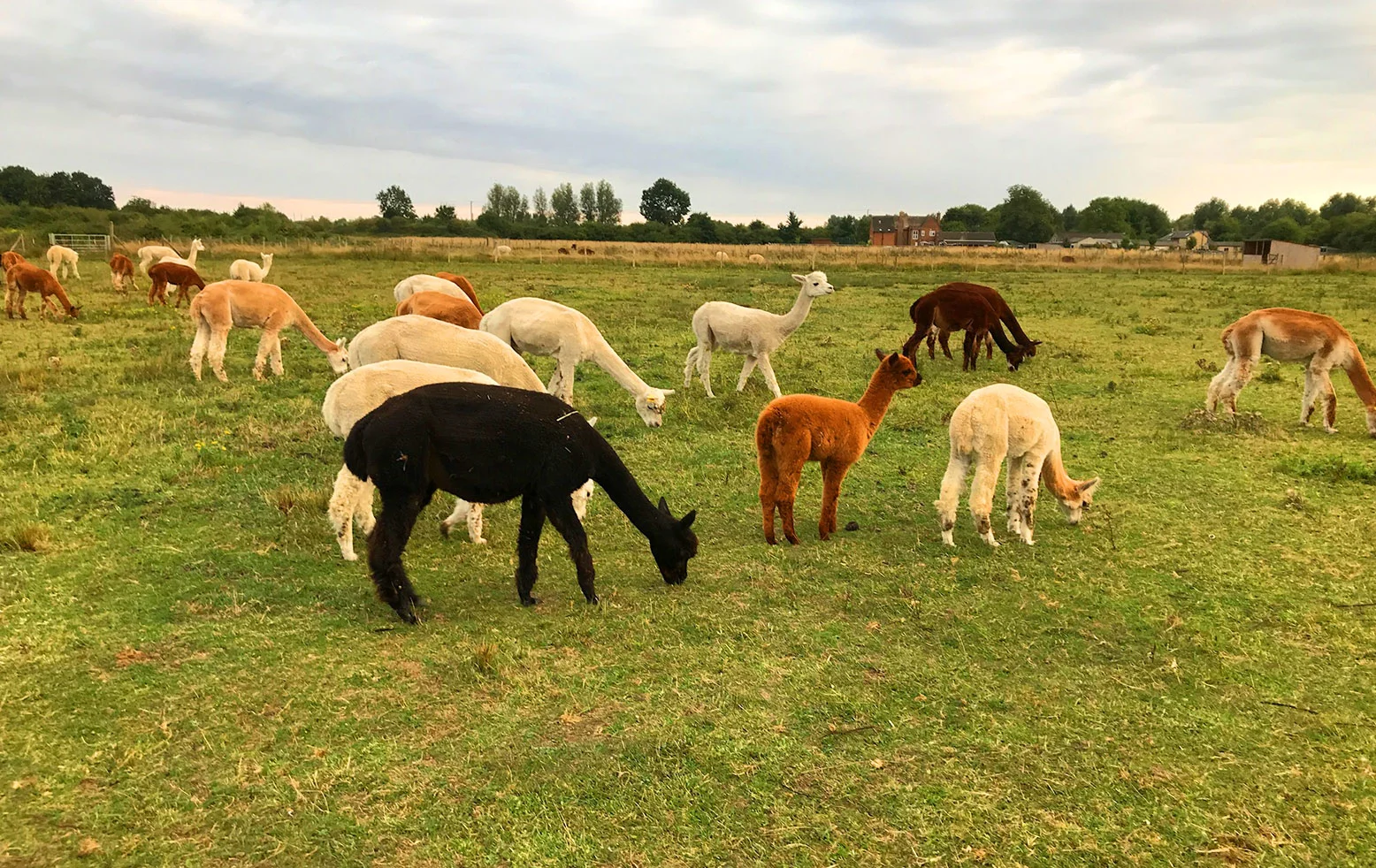 Alpacas.jpg