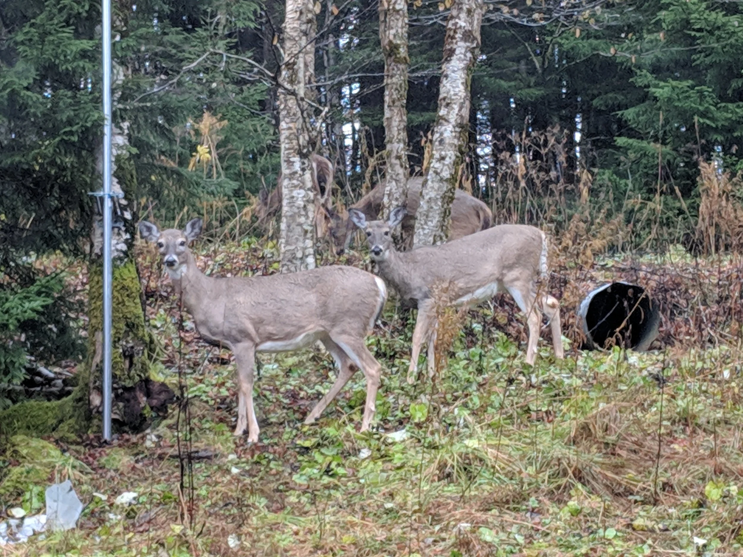 Deer Visit Daily!
