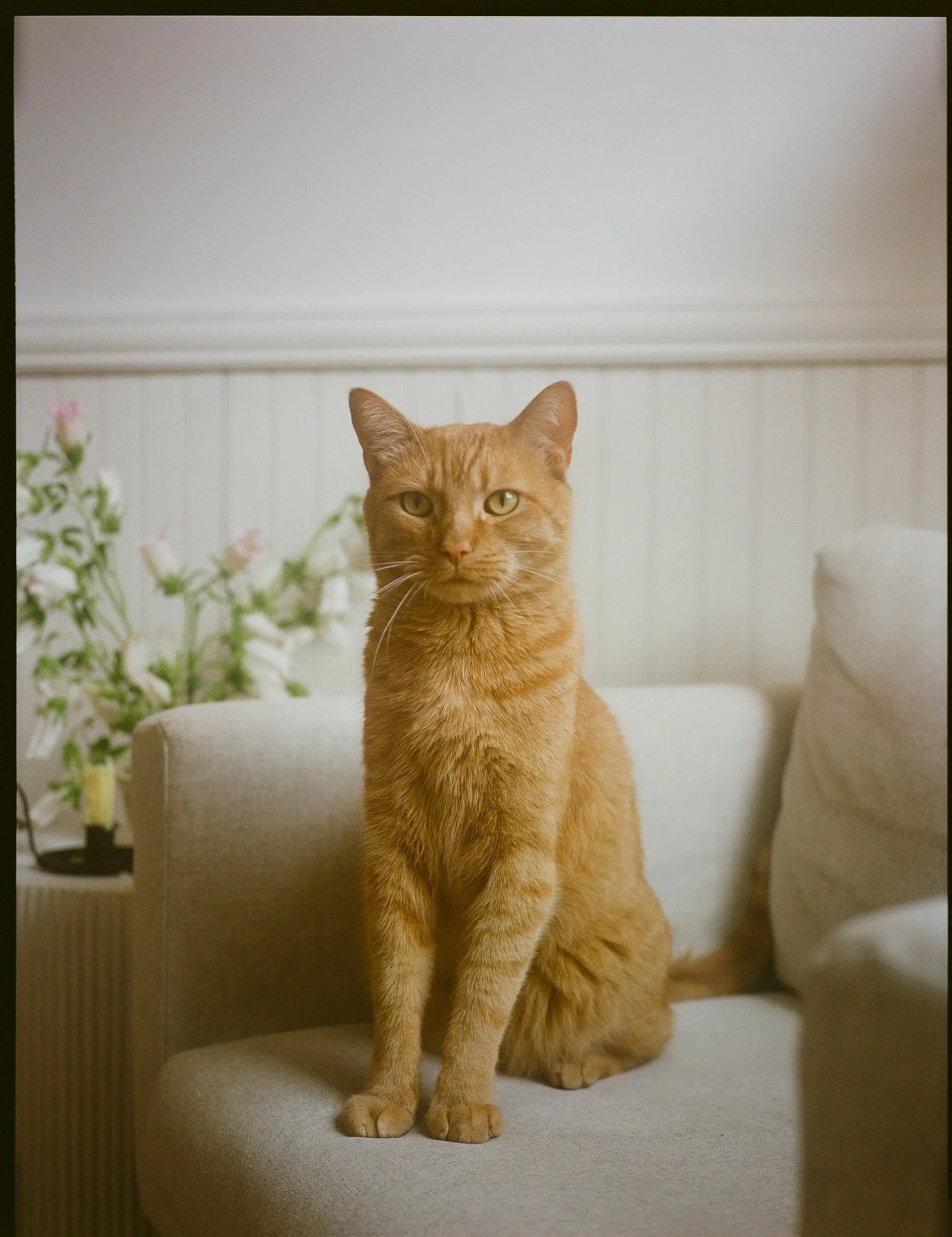 appreciation post for our best boy, maple, for always allowing me to test my cameras on him 🫶🏼