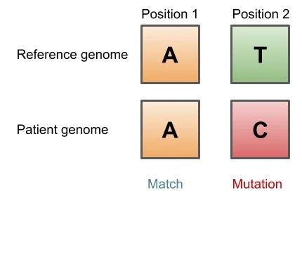 Figure 1. Comparing a reference genome to the genome of an individual.