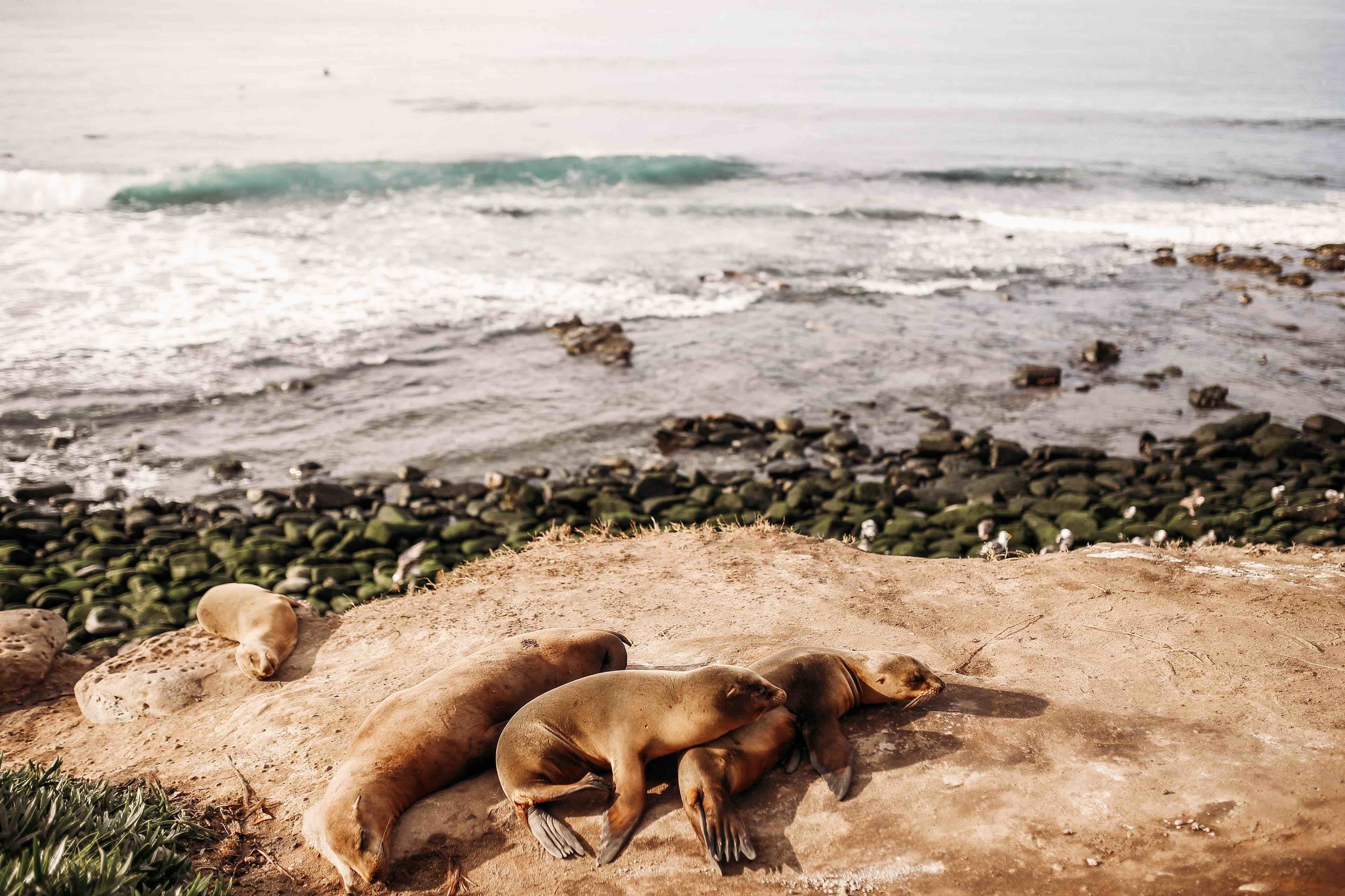 la jolla00007.jpeg