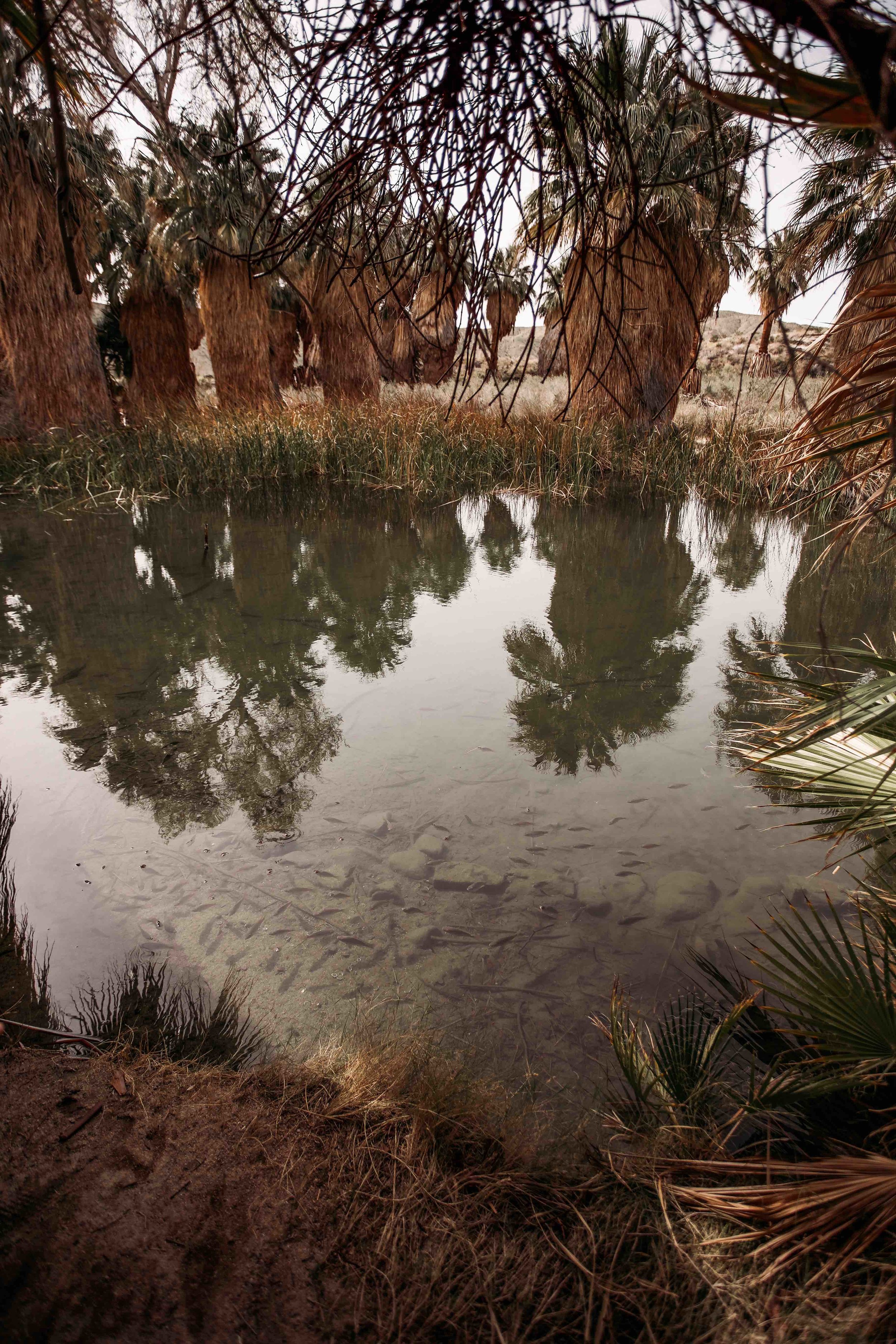 Coachella Valley Preserve00010.jpeg