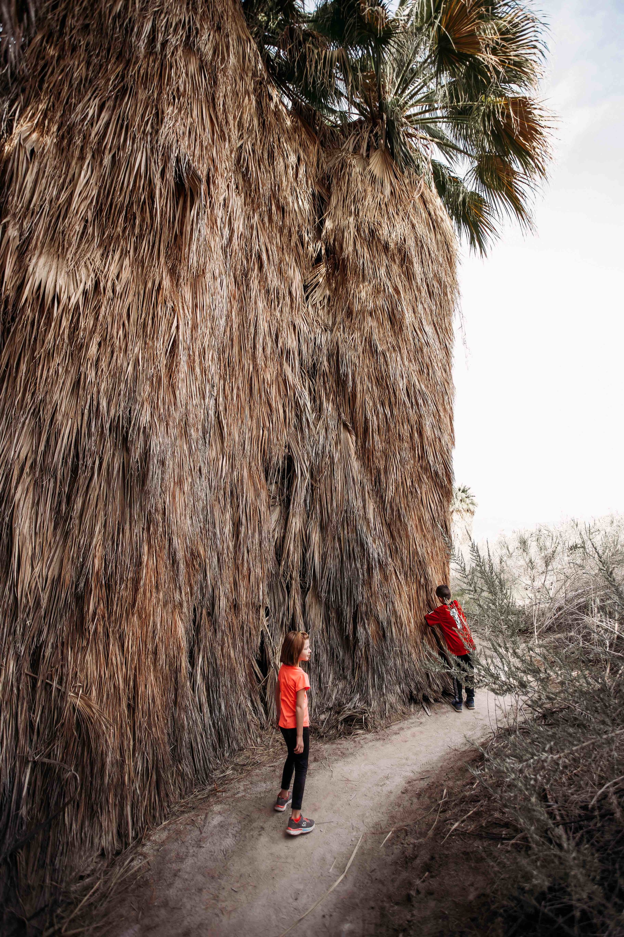 Coachella Valley Preserve00014.jpeg