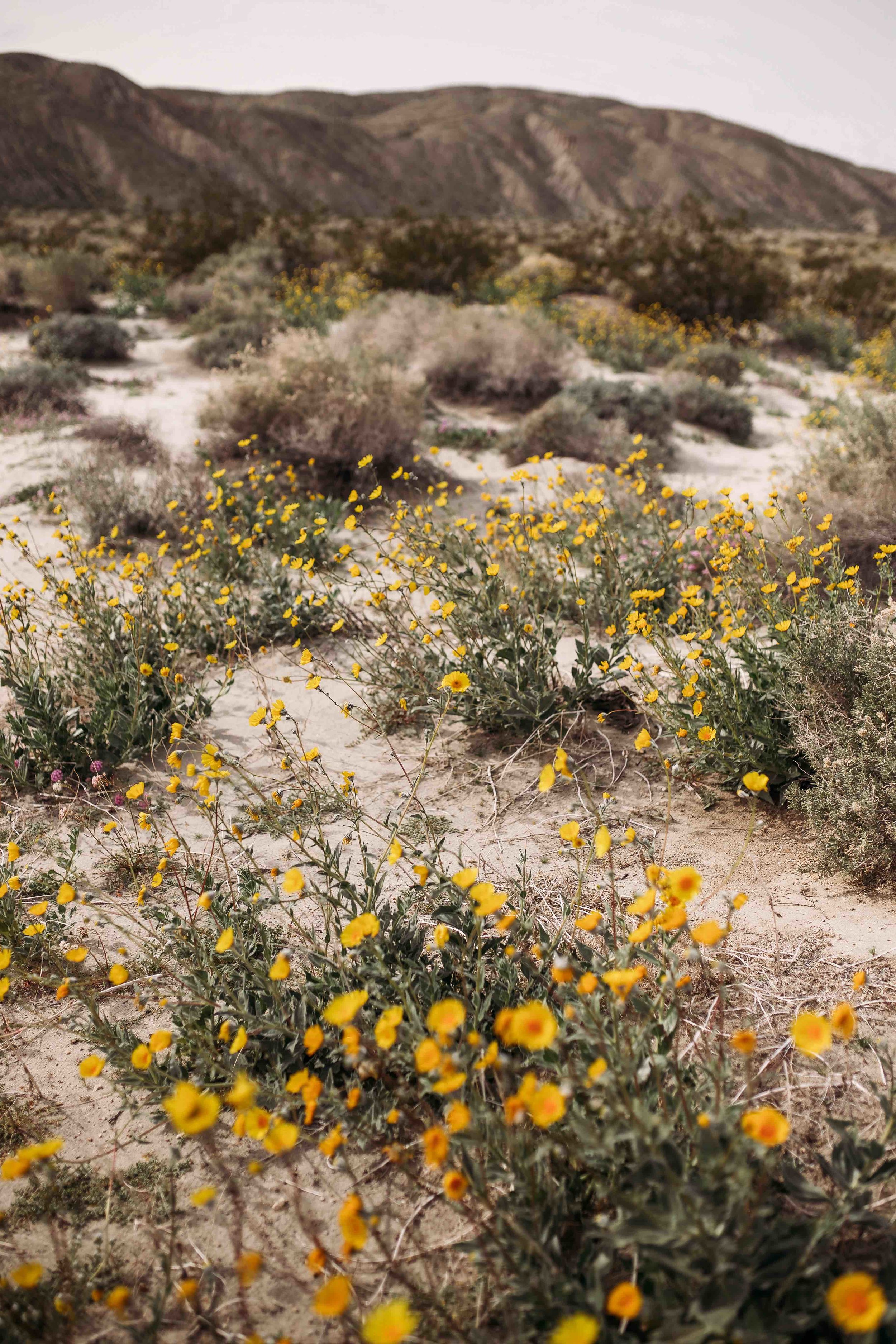 Coachella Valley Preserve00021.jpeg