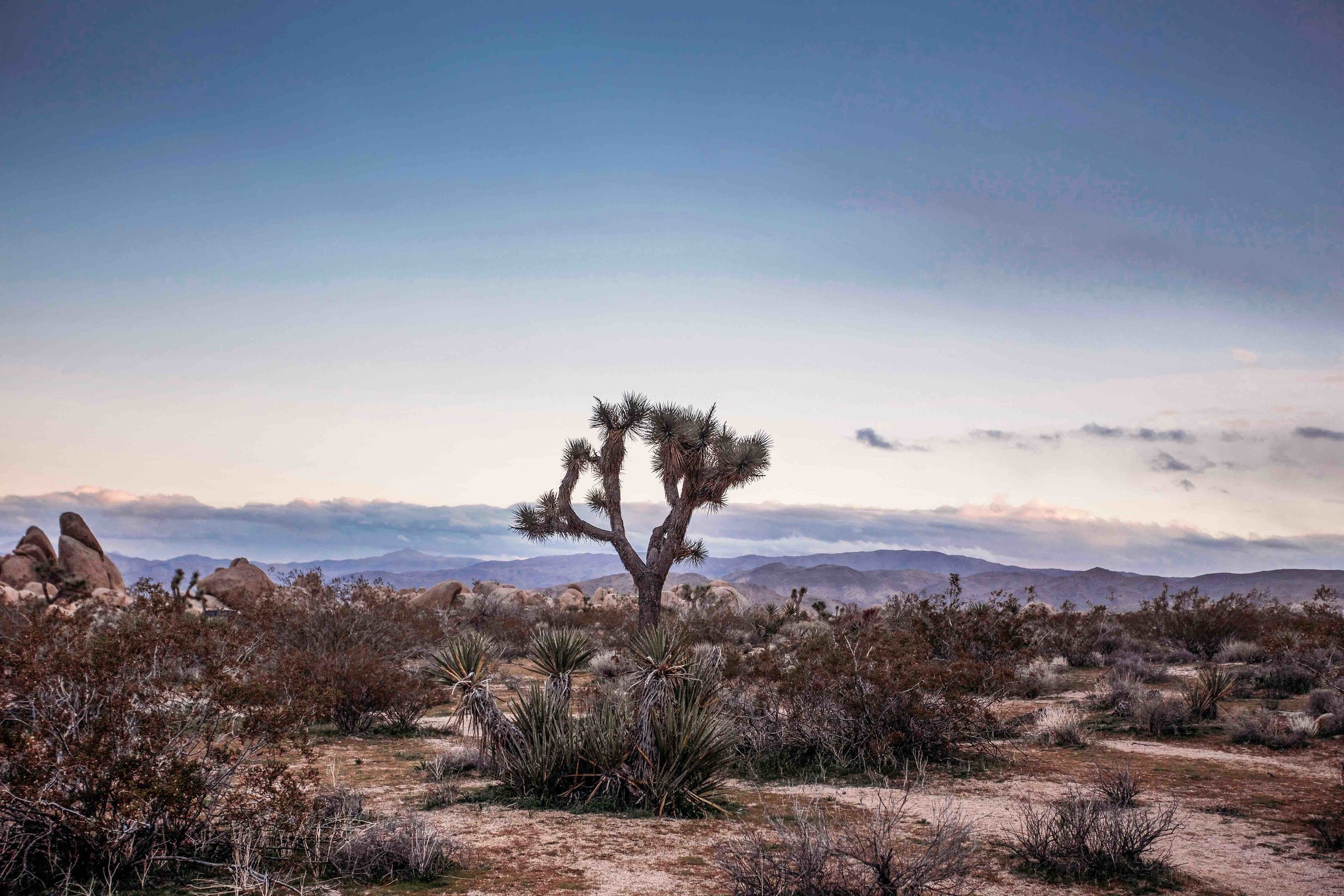 JoshuaTree00018.jpeg