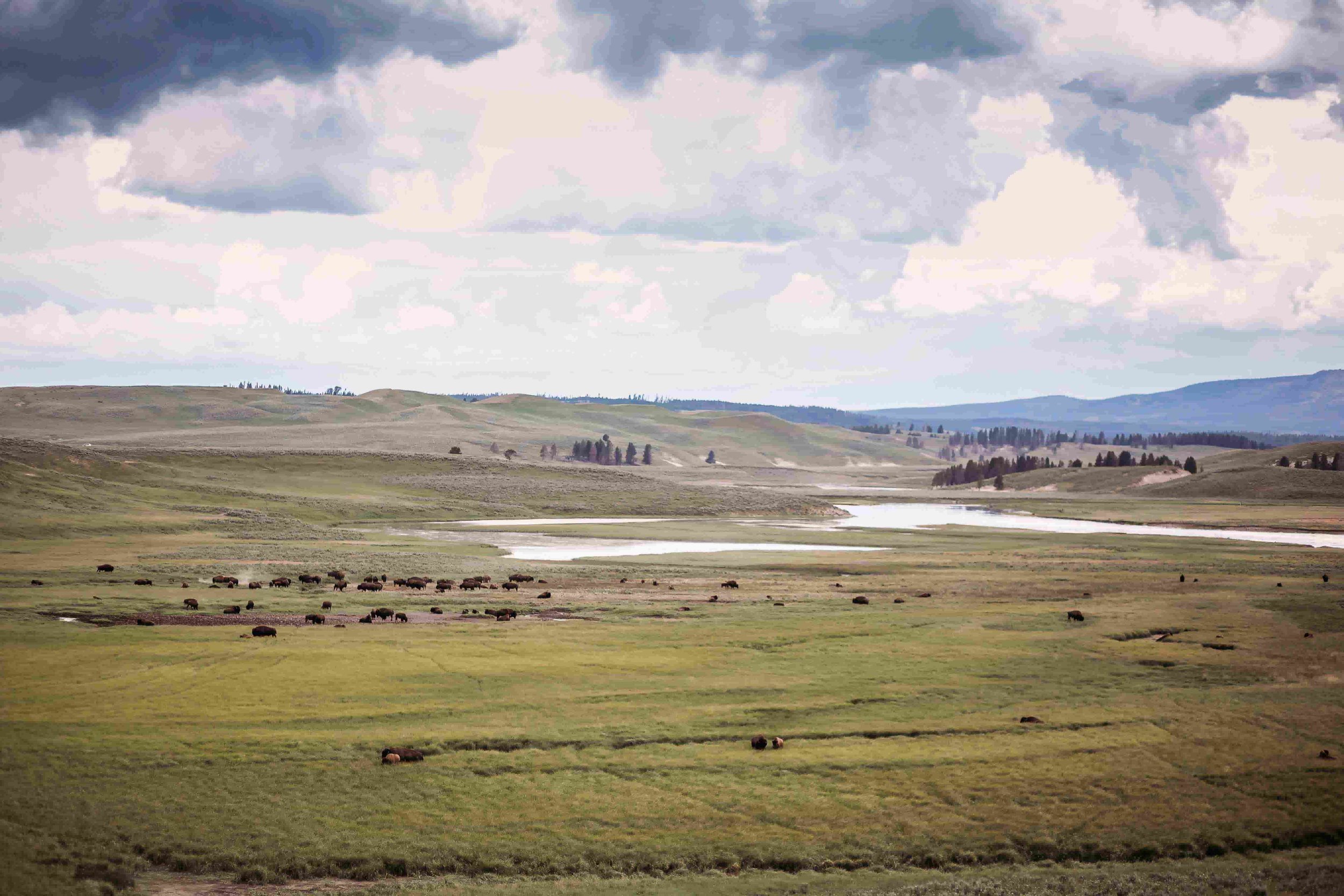 Yellowstone Hayden Valley2.jpeg