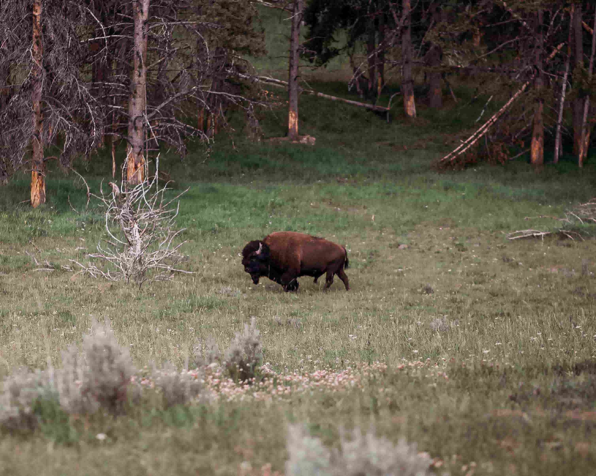 Yellowstone Hayden Valley3.jpeg