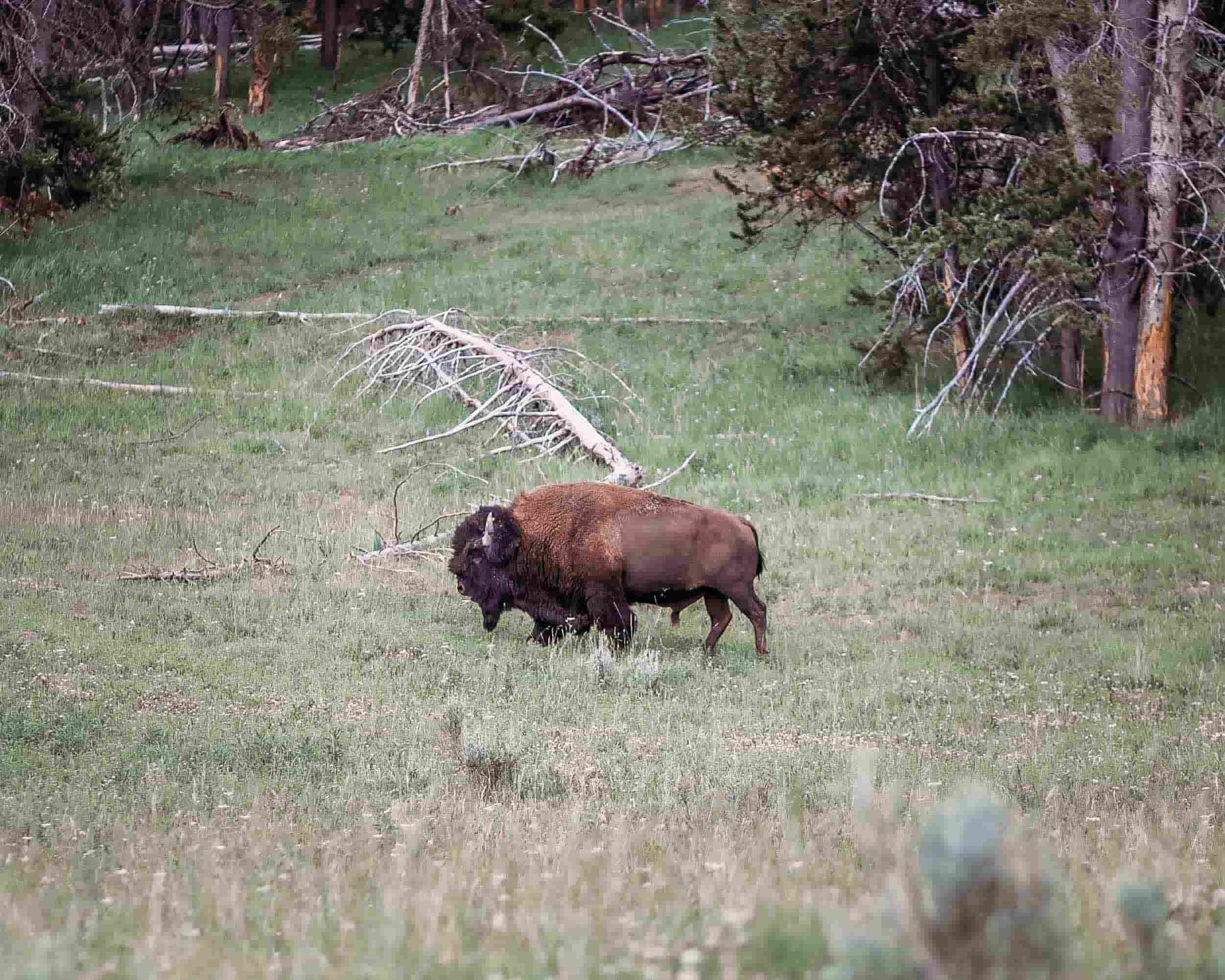 Yellowstone Hayden Valley4.jpeg