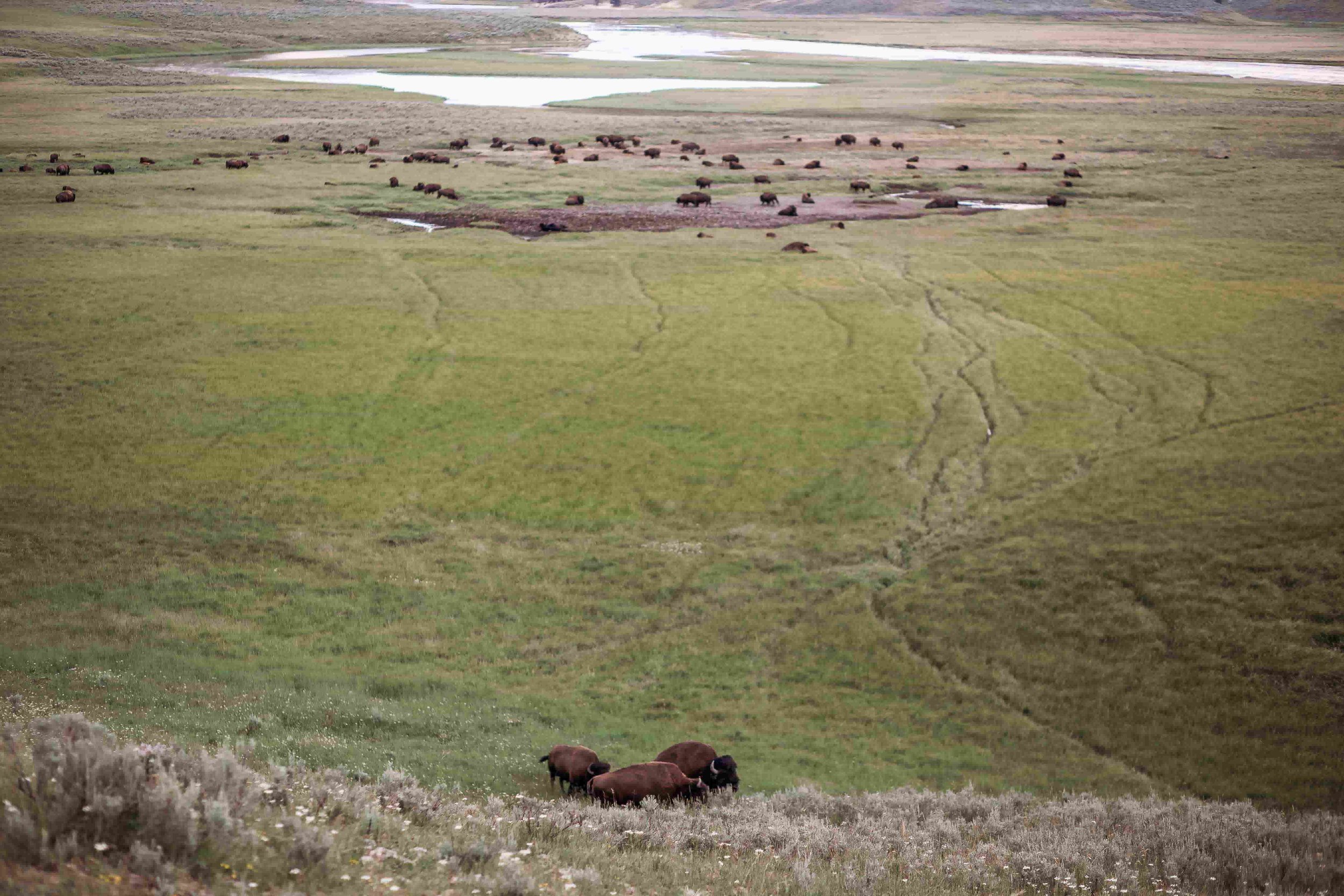 Yellowstone Hayden Valley5.jpeg